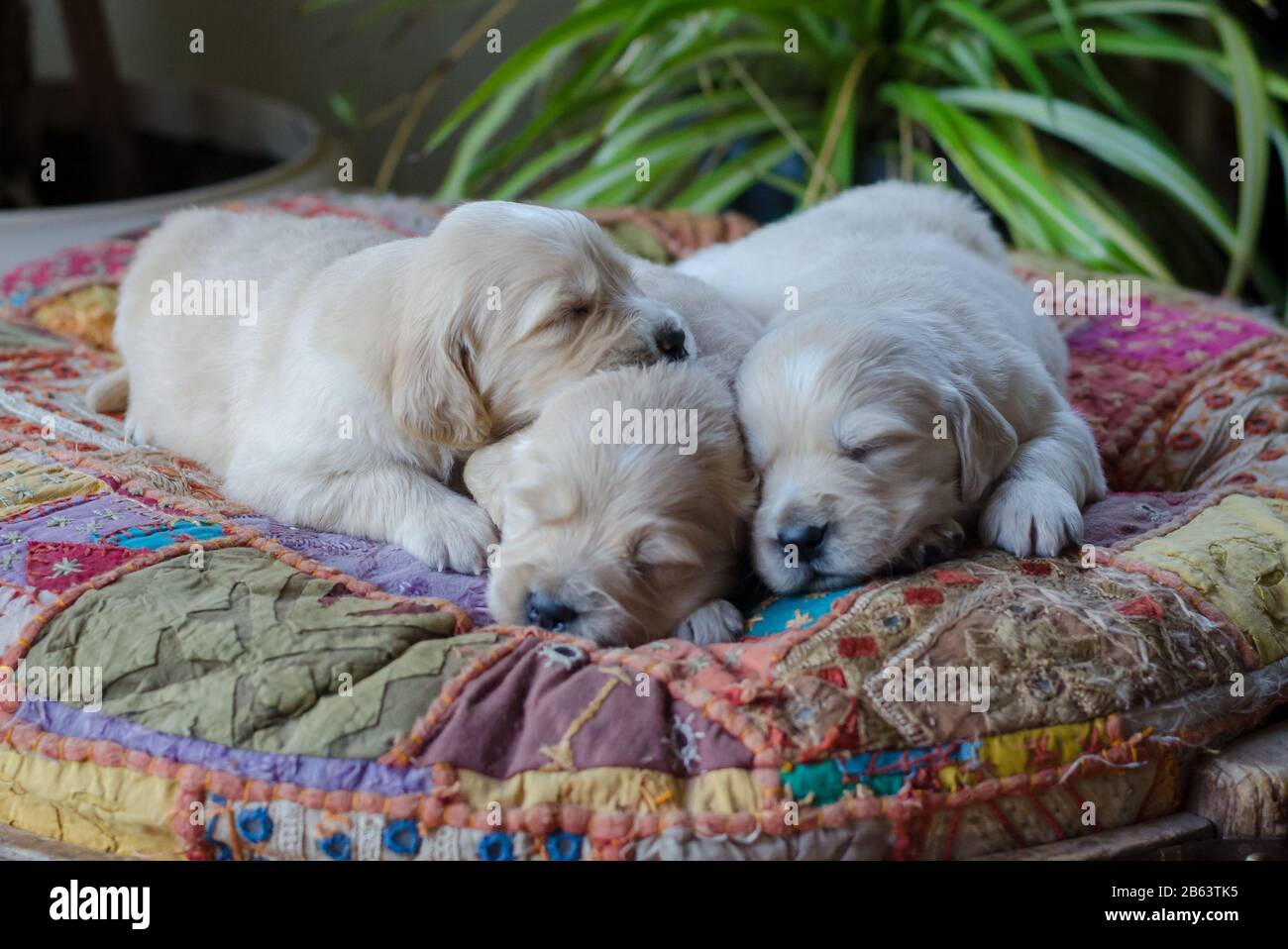Retrato de una camada de un adorable cachorros de oro o bebés durmiendo Foto de stock