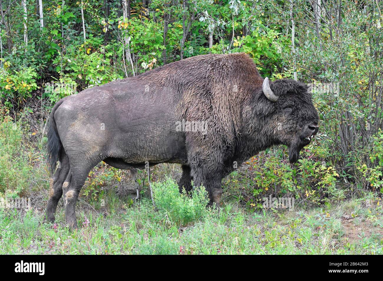 North American Wood bison (Bison bison athabascae), macho, de pie en el borde del bosque y comer ramas, Liard Trail, Territorios del Noroeste Foto de stock