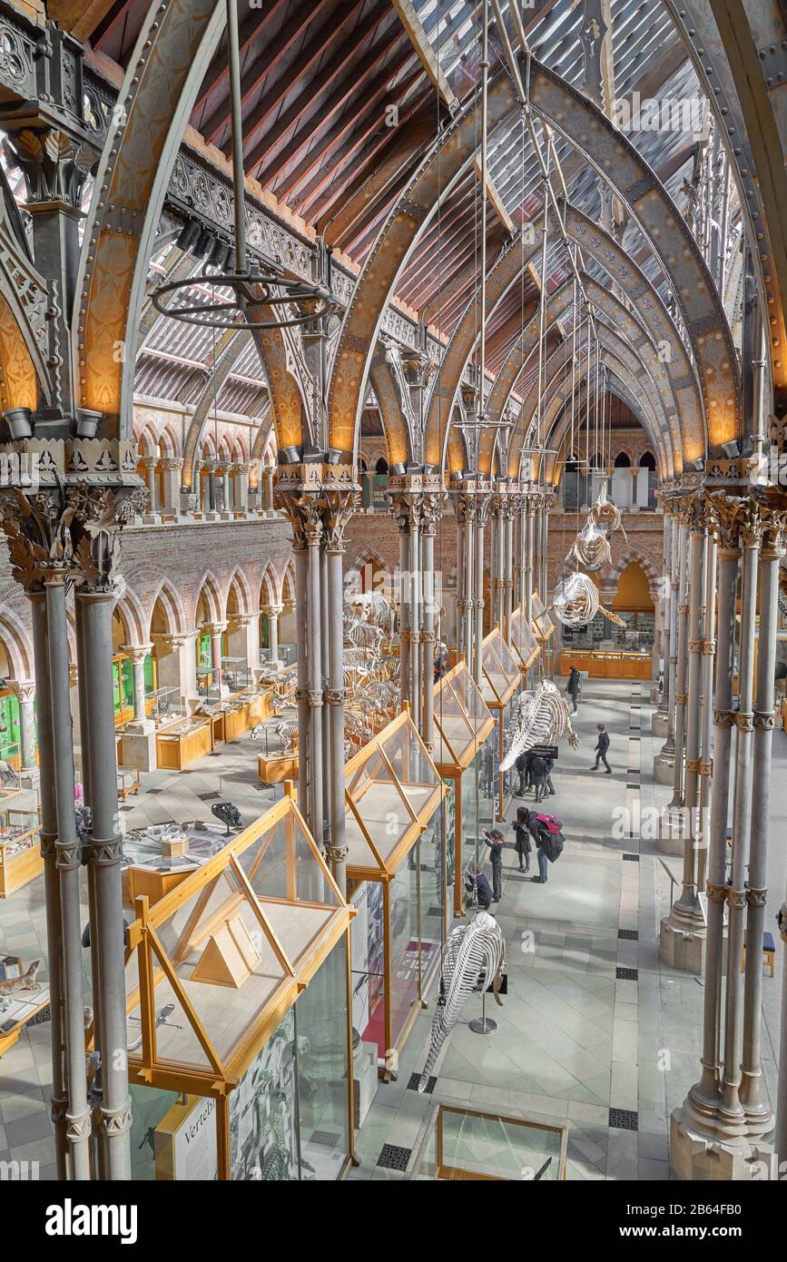 Exposiciones en la planta baja del museo de historia natural de la Universidad de Oxford, Inglaterra. Foto de stock