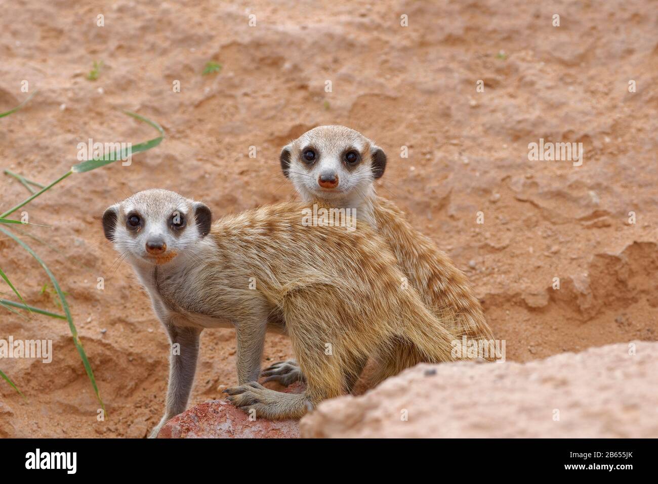Meerkats (Suricata suricatta), dos animales jóvenes, mirando desde el madriguera, alerta, Parque transfronterizo Kgalagadi, Cabo Norte, Sudáfrica, África Foto de stock