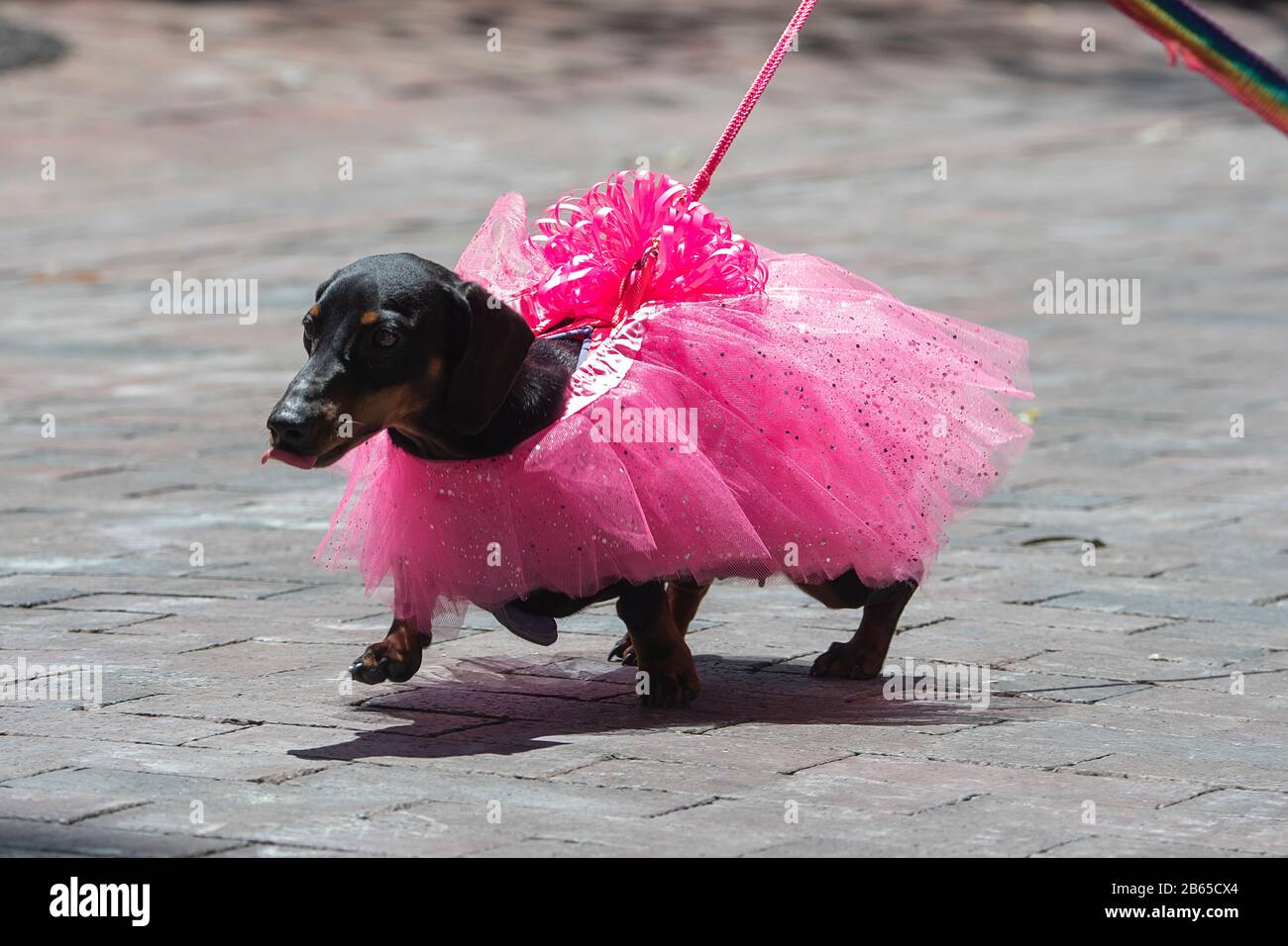 Perro vistiendo un tutu fotografías e imágenes de alta resolución - Alamy