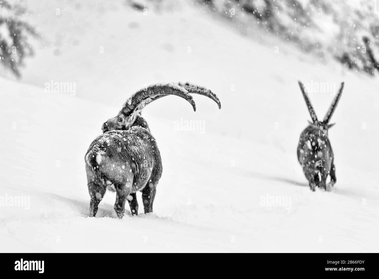Dos Ibexes cruzan las montañas de los Alpes bajo la nieve (Capra ibex) Foto de stock
