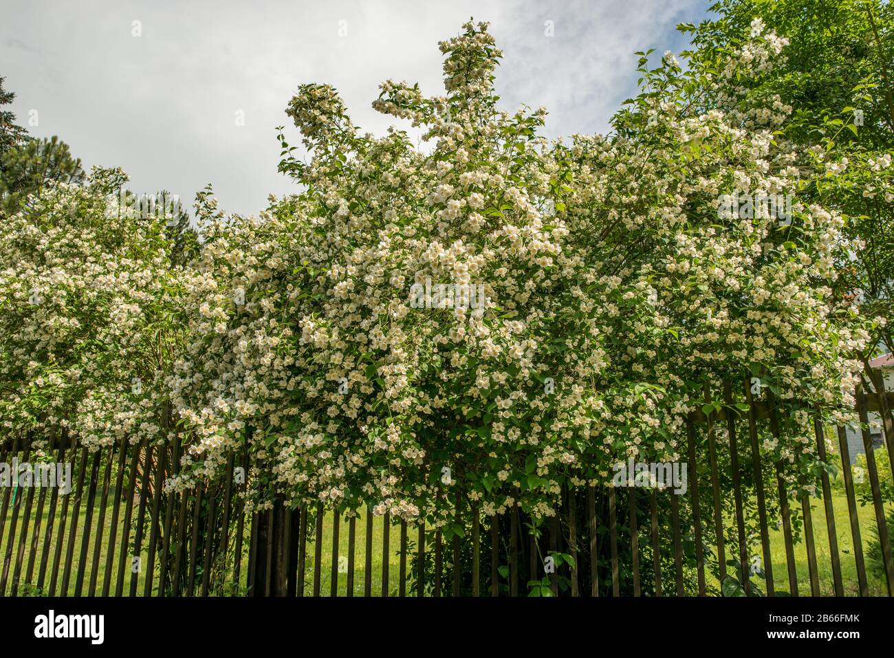 jazmín arbusto sobre una valla en plena flor con flores blancas Fotografía  de stock - Alamy