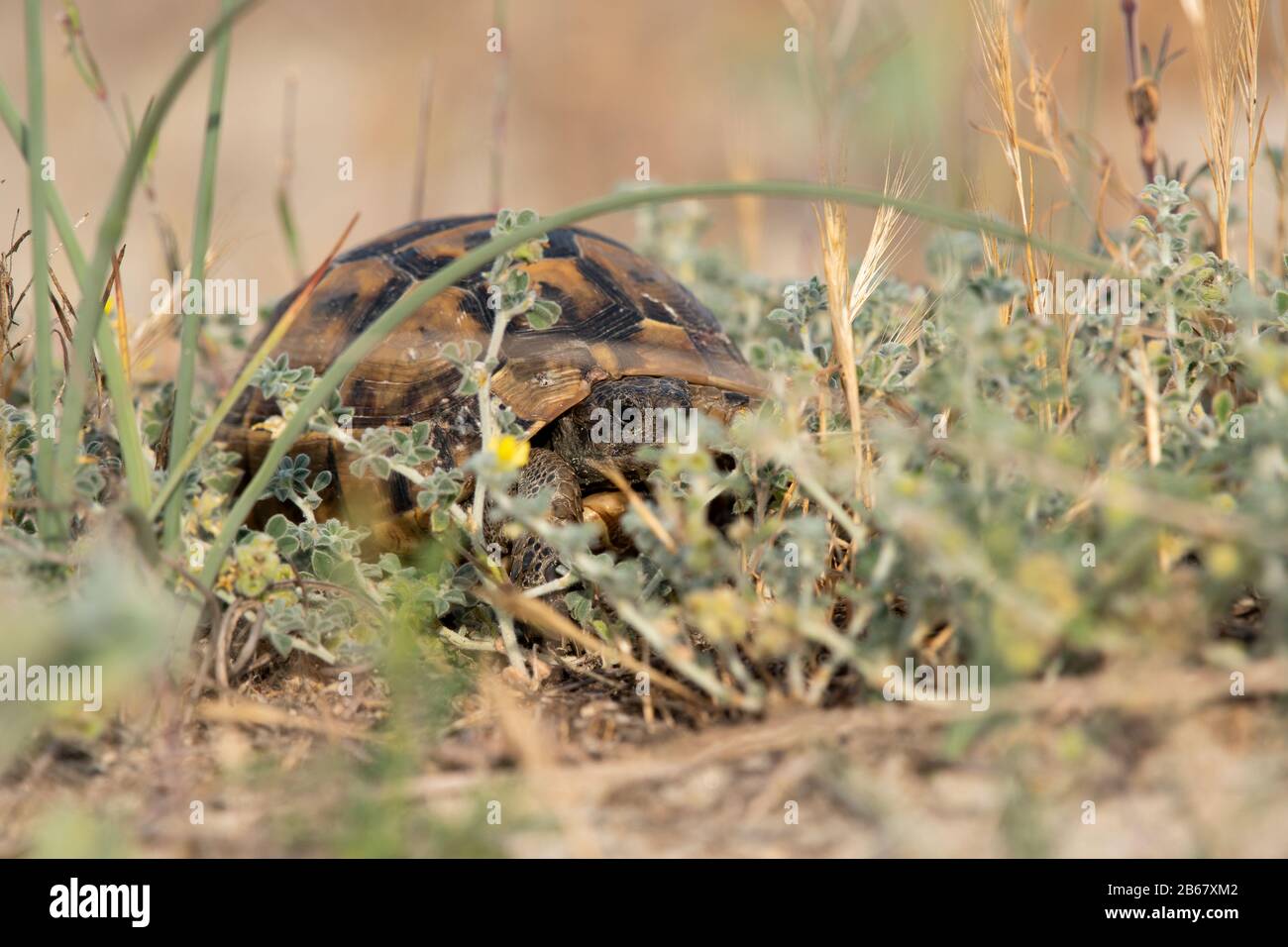 Estado de conservación de la tortuga griega protegido, de pie en una playa en Grecia Foto de stock