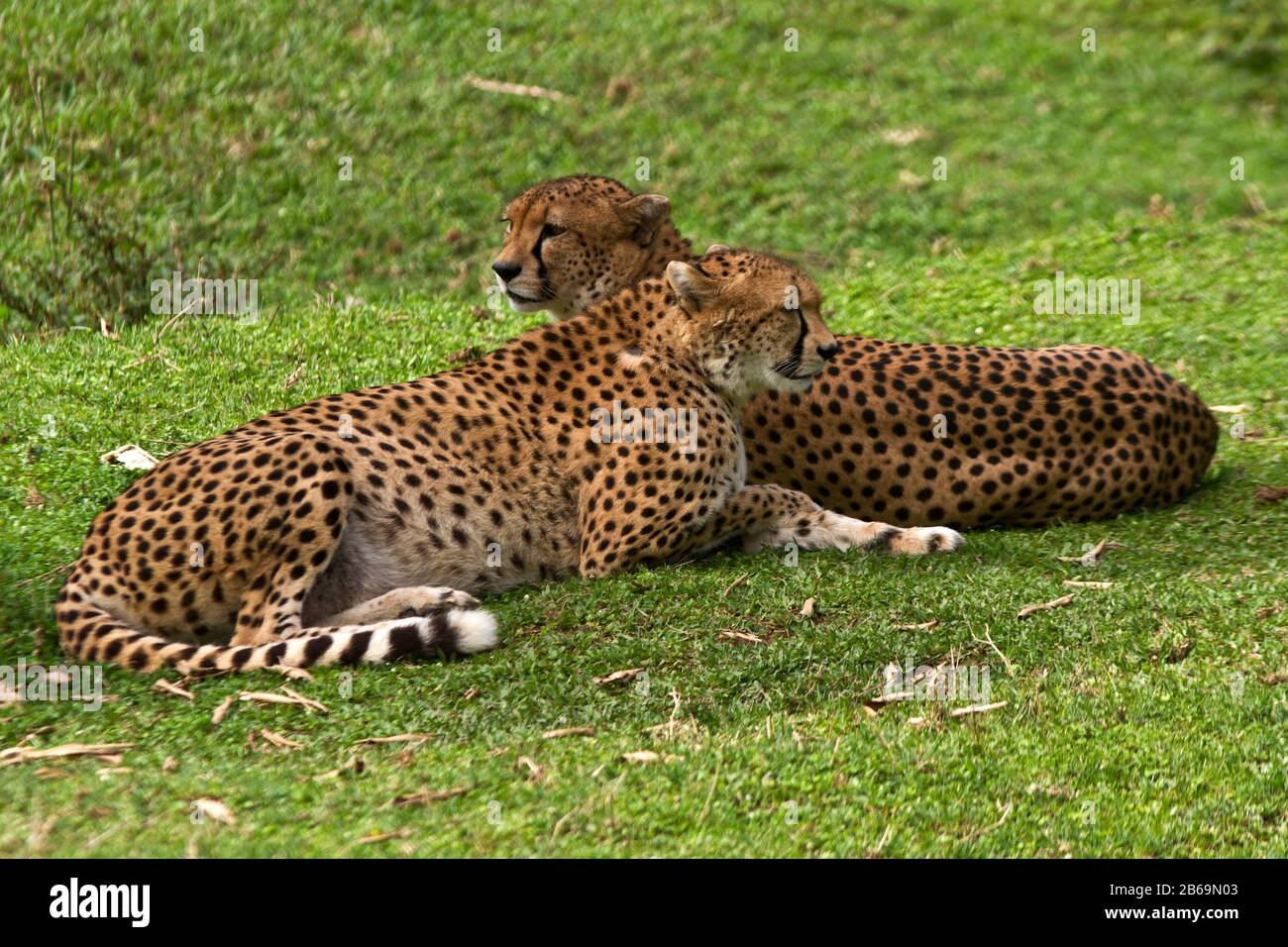 Los hermanos Cheetah a menudo permanecen en coaliciones estrechamente vinculadas a lo largo de sus vidas Foto de stock