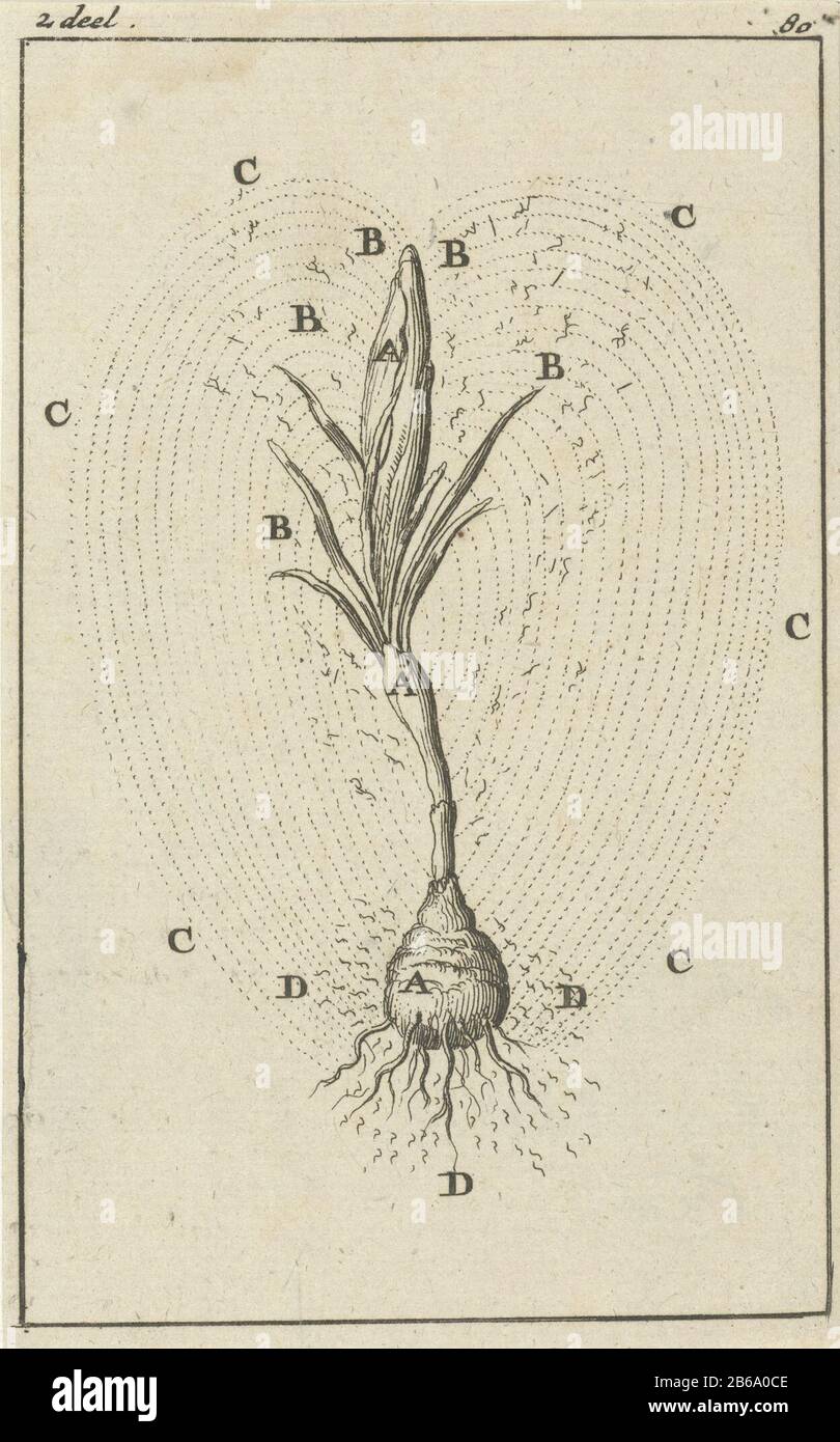 Imagen del desarrollo de un crocus impresión izquierda y derecha etiquetada: 2 parte - 80. Fabricante : impresor Jan Luyken Editorial: Jan Claesz ten Hoor Lugar de fabricación: Amsterdam Fecha: 1684 Características Físicas: Grabado material: Papel Técnica: Grabado dimensiones: Hoja: H 128 mm × W 80 mmToelichtingIllustratie incluido en: Blankaart, Steven. Flotar con precisión por el estómago y rasgar las convulsiones de los selfos. Amsterdam: Jan Claesz En Hoorn, 1684. Asunto: Frutos (FRUTOS SECOS) Foto de stock