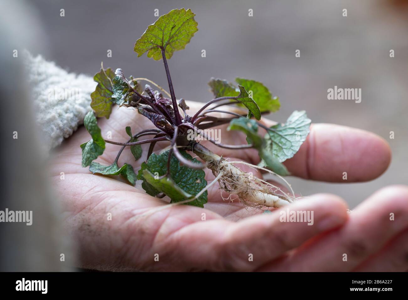 Gewöhnliche Knoblauchsrauke, Knoblauchrauke Knoblauch-Rauke Knoblauchsrauke,,,,, Knoblauchskraut Knoblauchs-Rauke Lauchkraut, Knoblauchhederich, Knobl Foto de stock