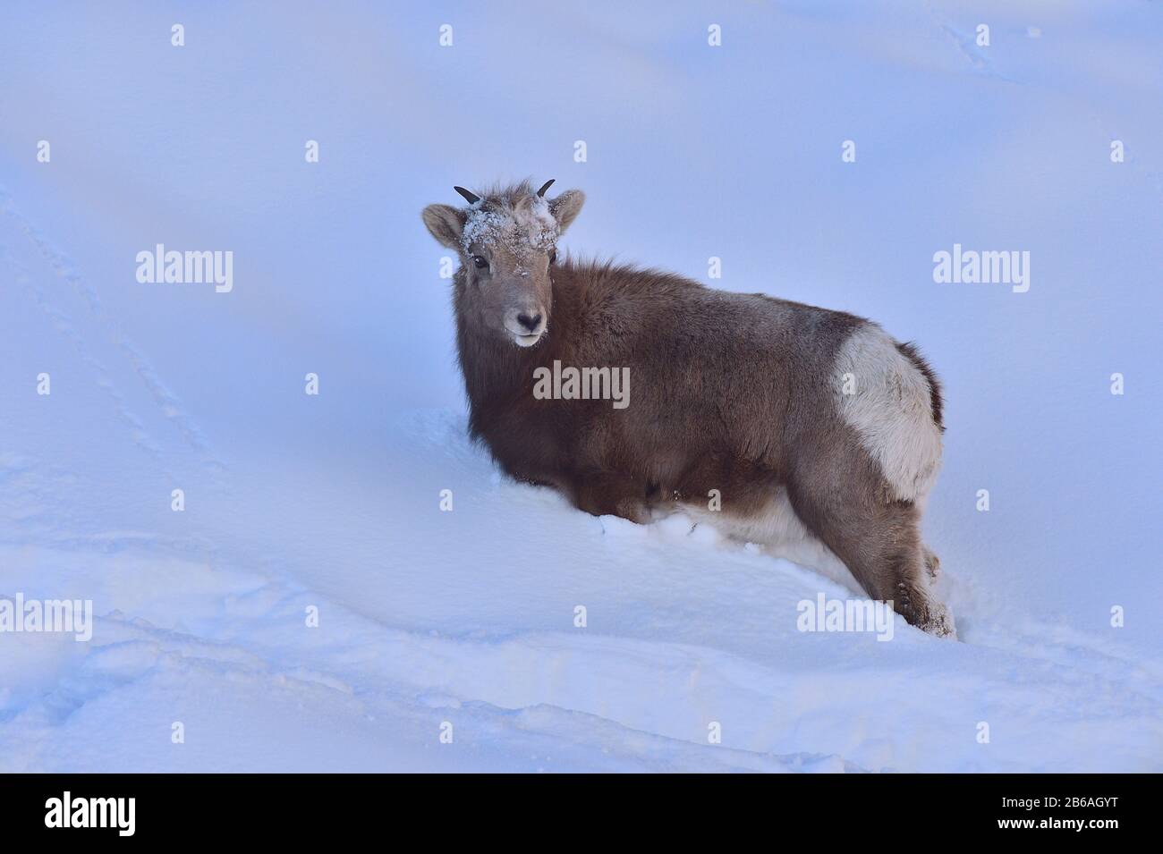 Una oveja de carnero hembra 'Orvis canadensis', de pie en la nieve profunda en la luz de la noche en la zona rural de Alberta, Canadá. Foto de stock