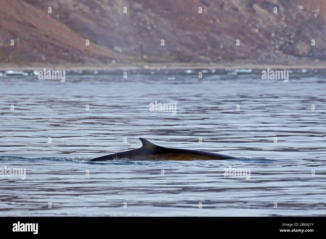 Ballena de aleta / ballena jorobada / rorcual común / ballena arenosa / ballena jorobada (Balaenoptera physalus) mostrando la aleta dorsal mientras se está surfeando Foto de stock