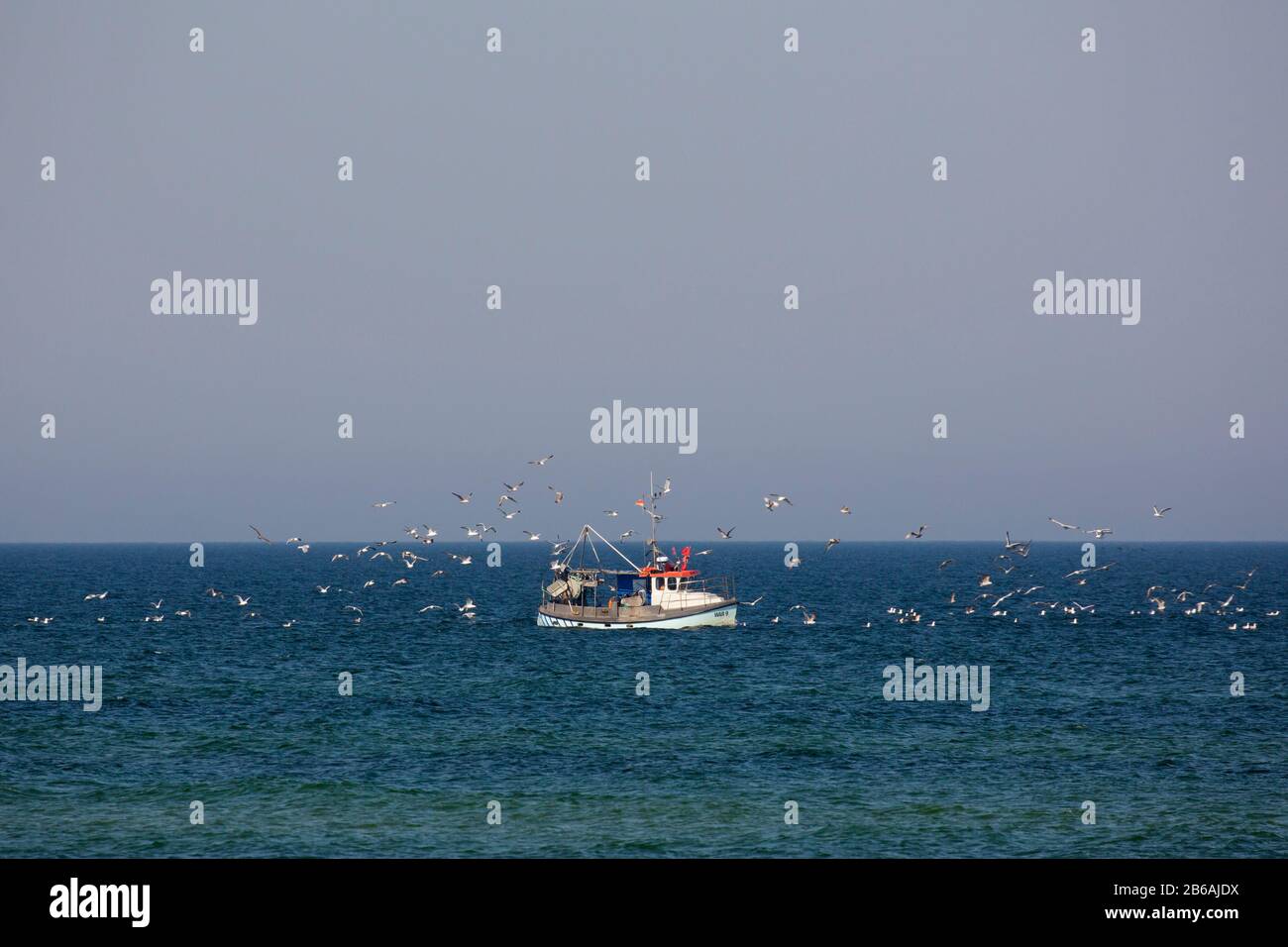 Barco de pesca / cortadora de vela en el Mar Báltico y seguido por una manada de gaviotas, Mecklemburgo Pernania Occidental, Alemania Foto de stock