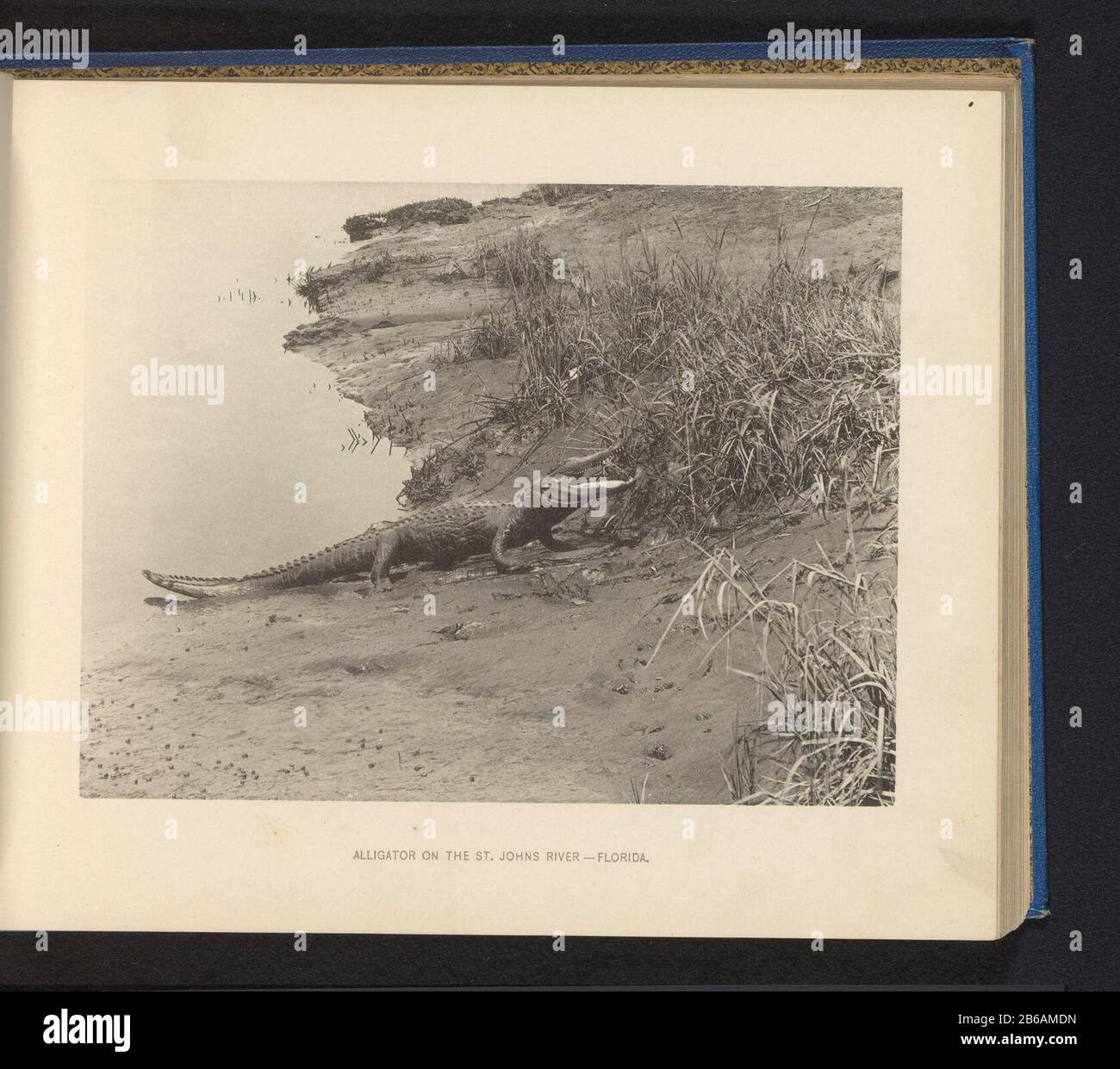 Alligator Dating Site Alligator Dating Site