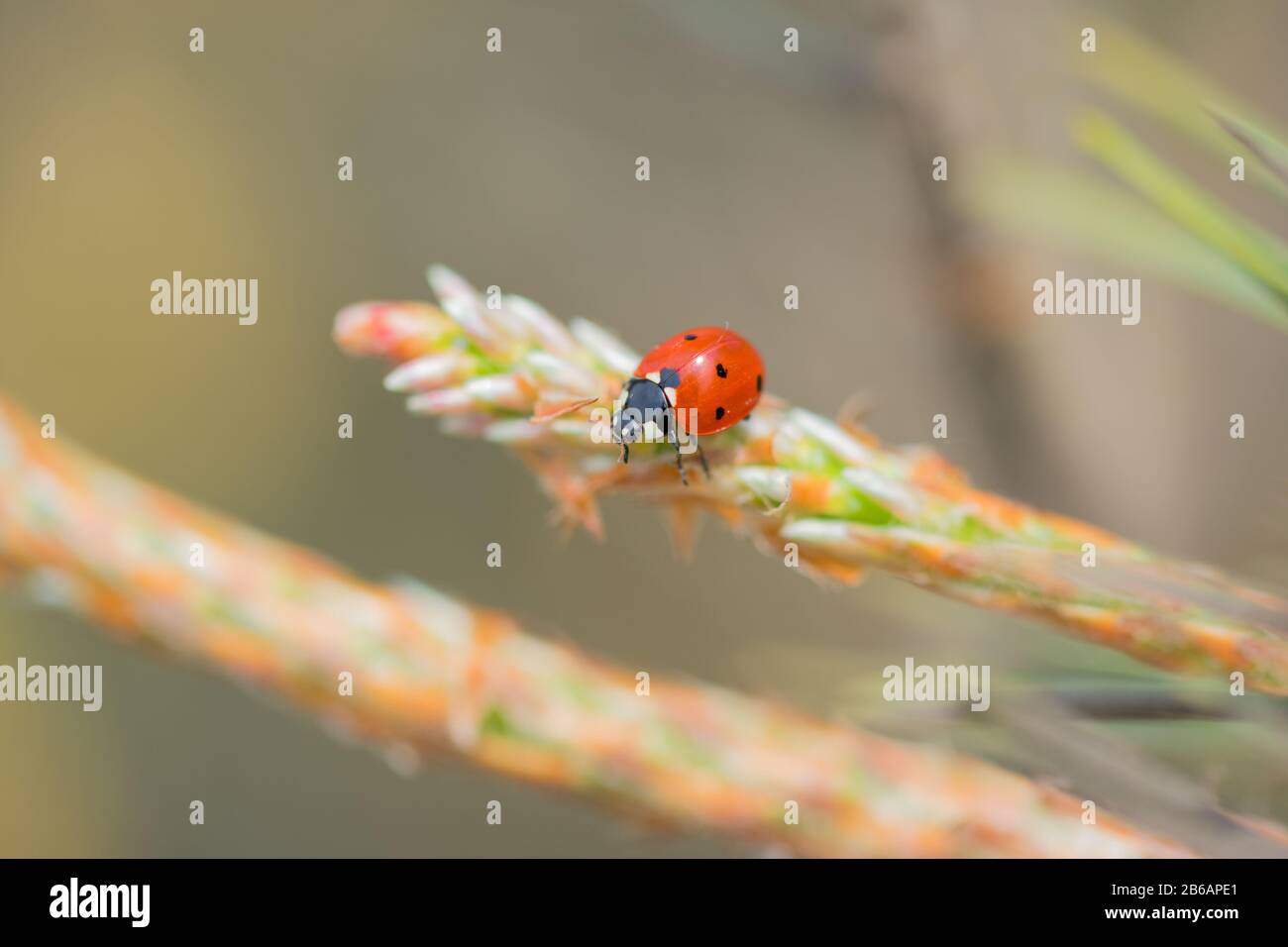 Ladybug rojo (Coccinellidae) sentado sobre macro de pino Foto de stock