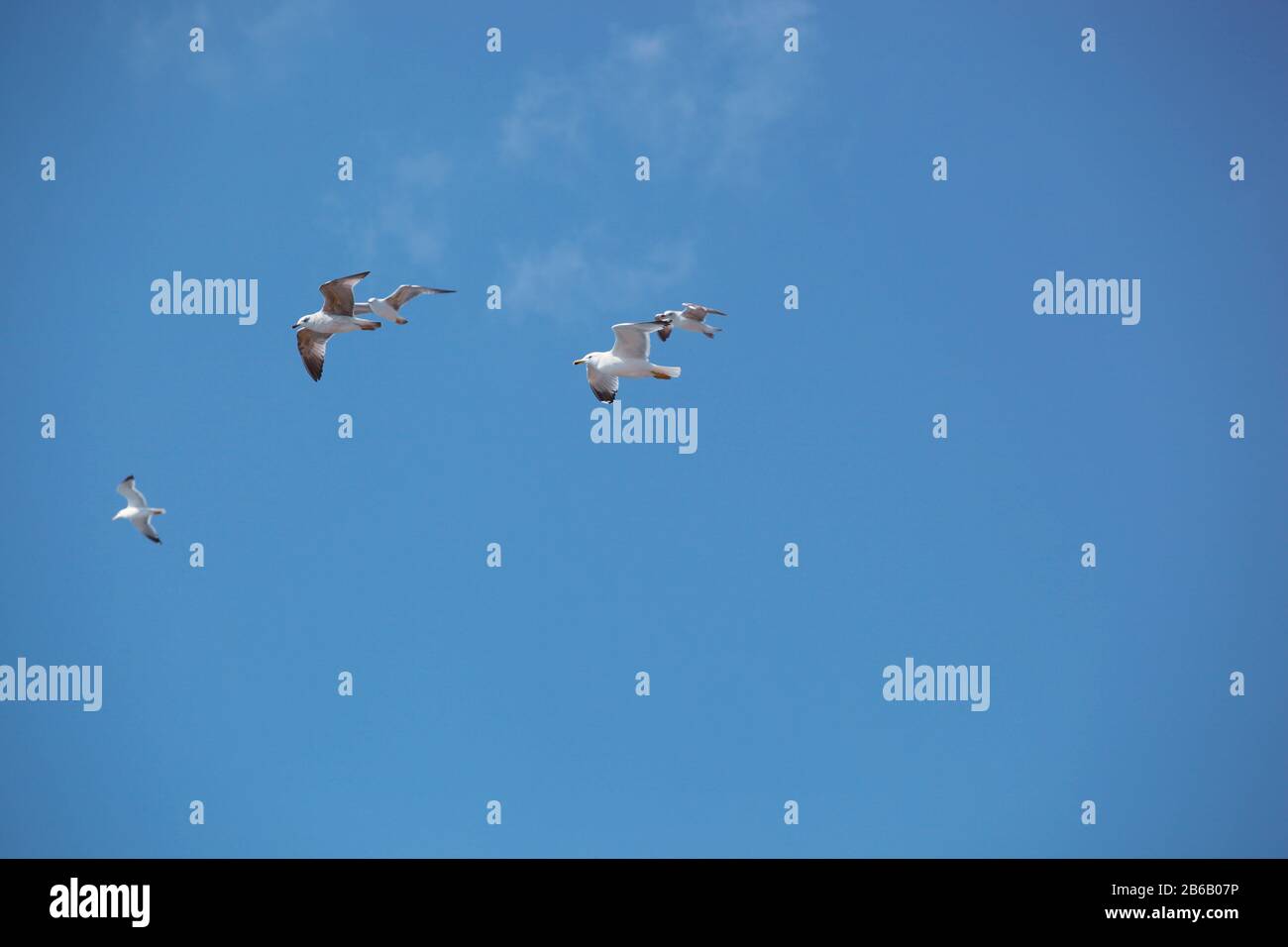 Un Flock De Seabirds Sobrevuele El Cielo Azul Foto de stock