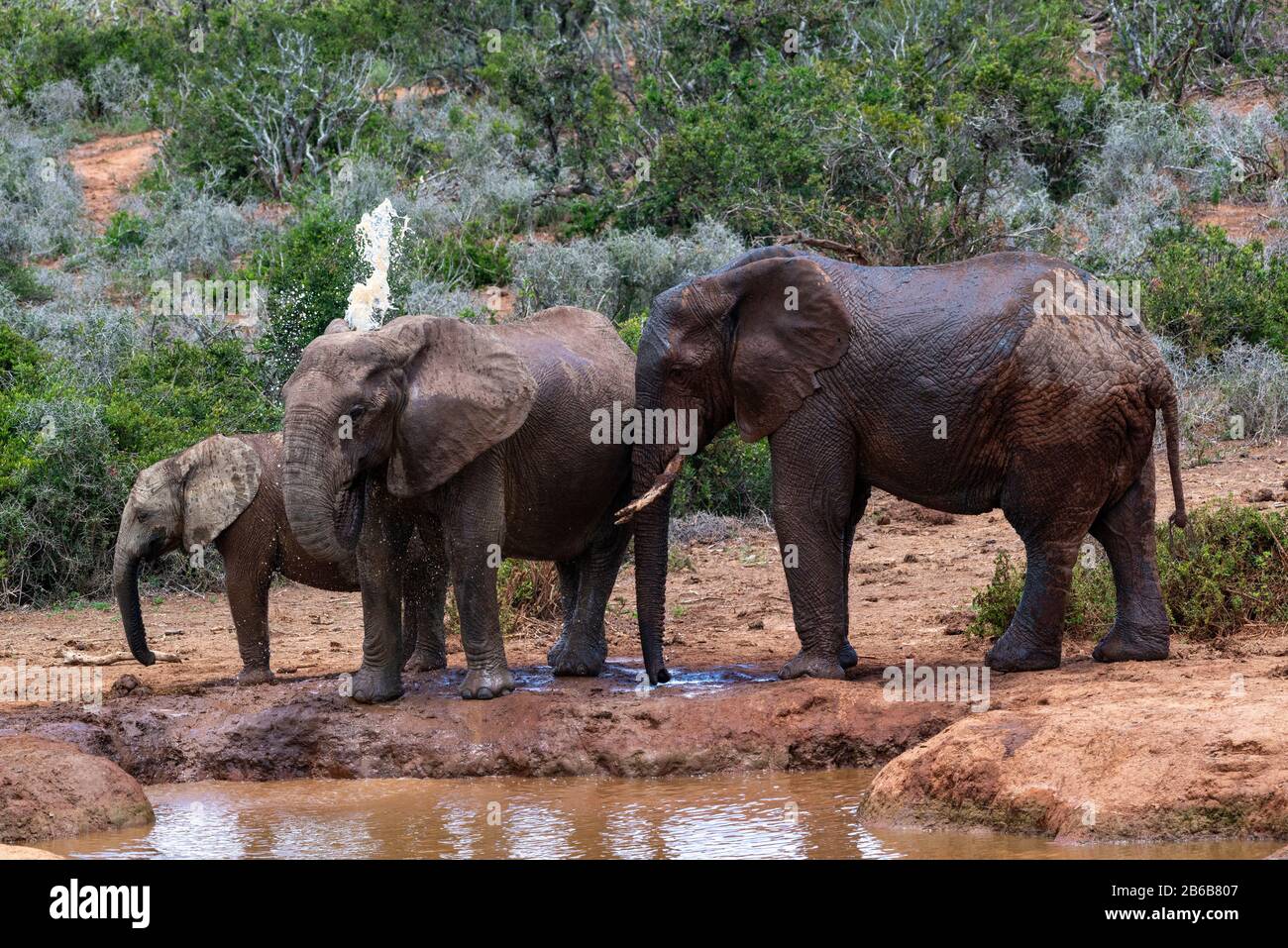 Los elefantes se enfrían en un pozo de agua o una sartén de agua en el Parque Nacional de elefantes Addo, Cabo Oriental, Sudáfrica Foto de stock