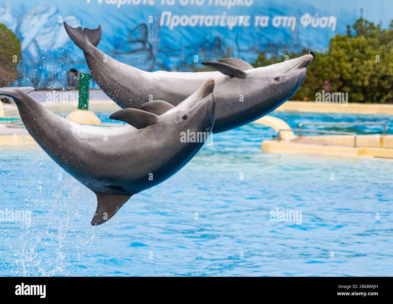 Atenas Grecia, 2 De Marzo De 2020, Dos Delfines Nariz De Botella Saltan Del Agua Con Sus Mentiras Al Cielo Foto de stock