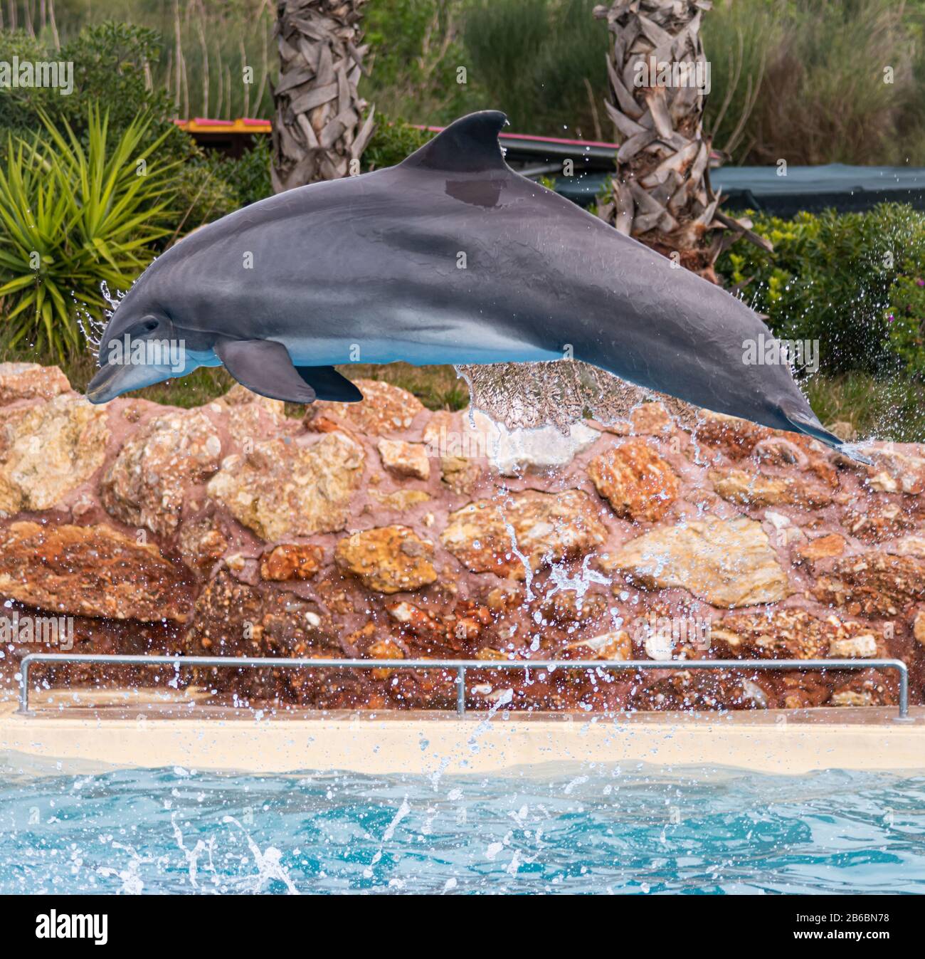 Un Delfín Nariz De Botella Salta Del Agua Foto de stock