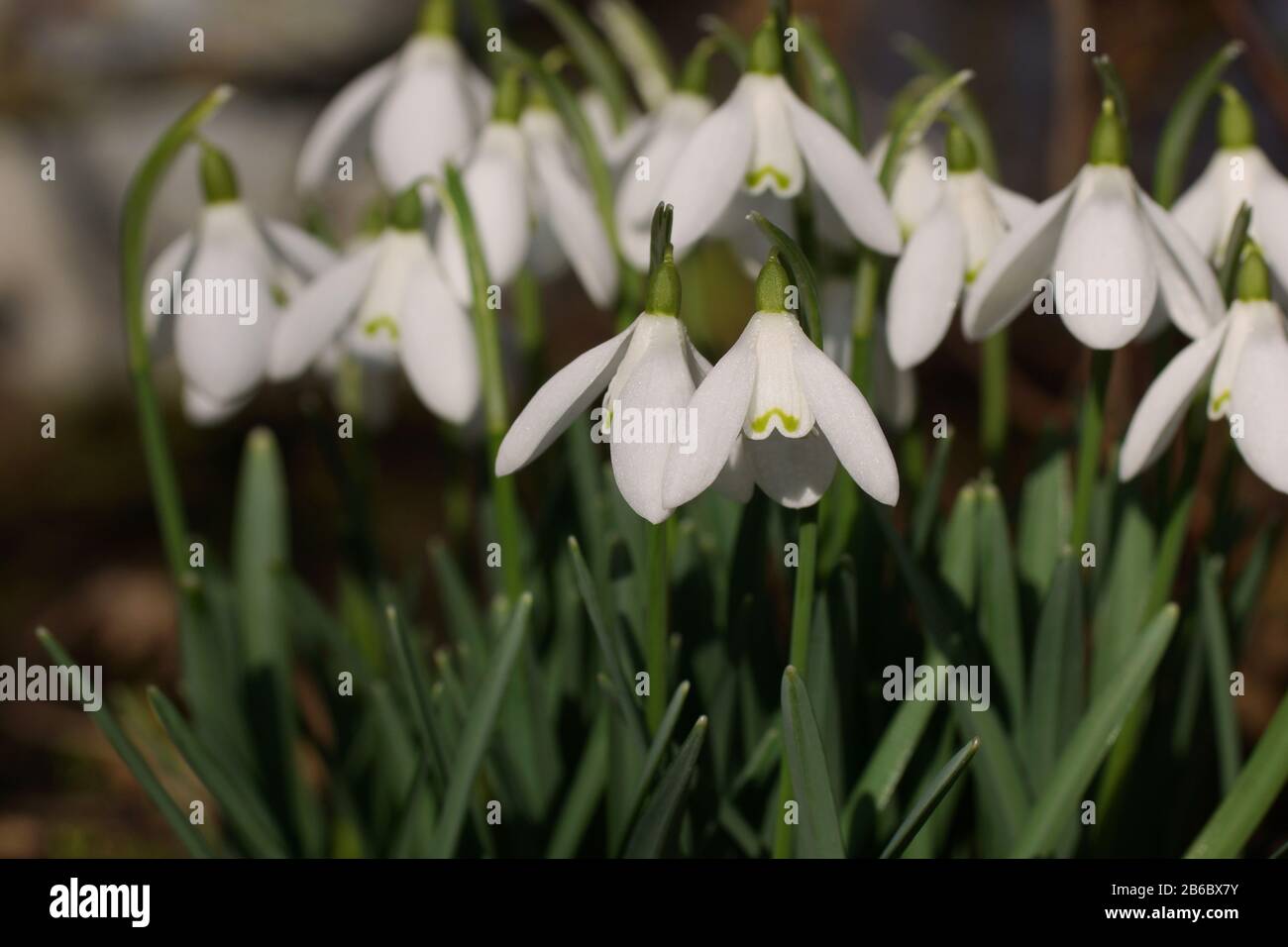 Snowdrop, Galanthus nivalis, snowdrop común Foto de stock