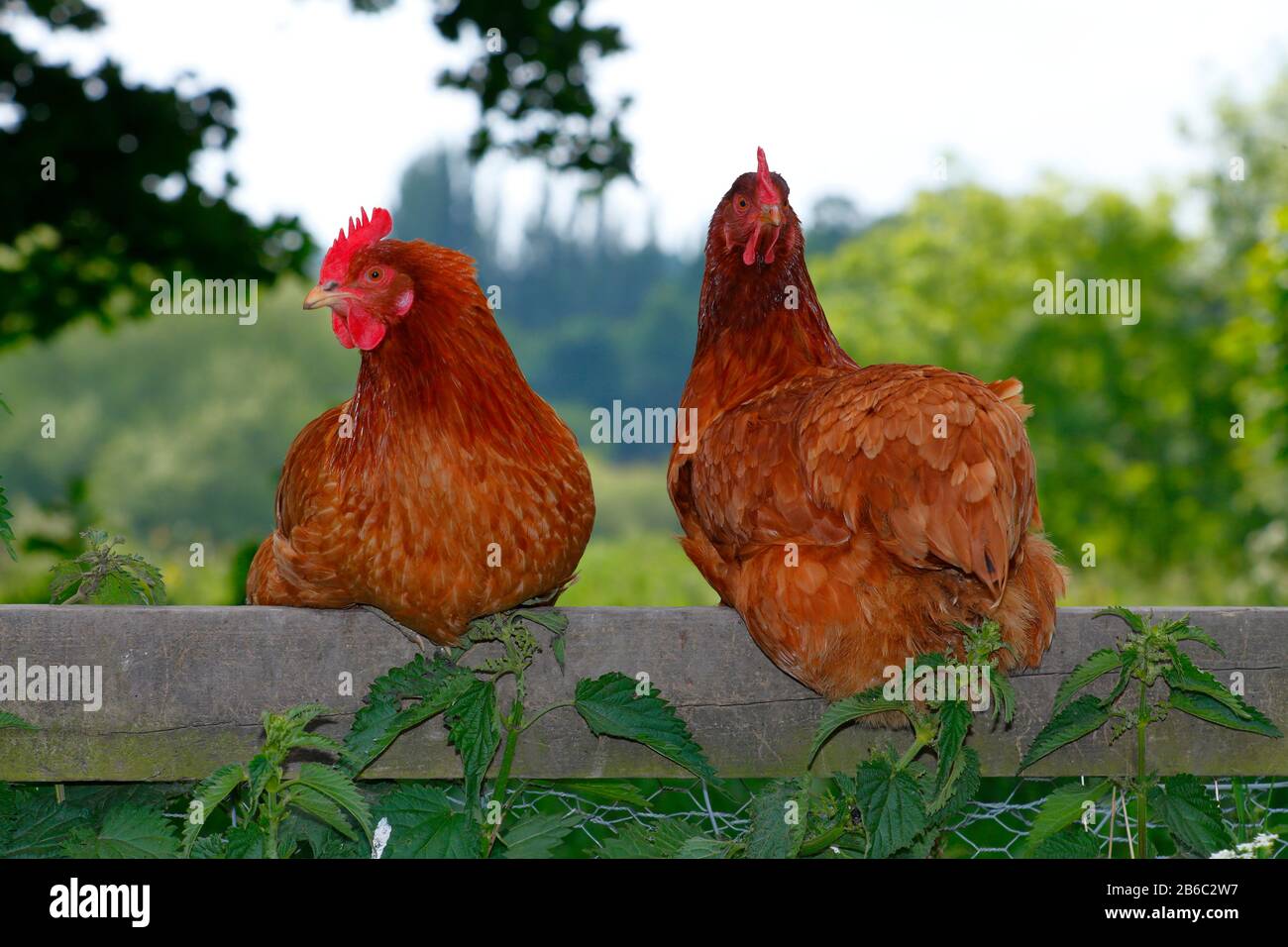 Pollos de la gama libre se sentaron en una valla Foto de stock