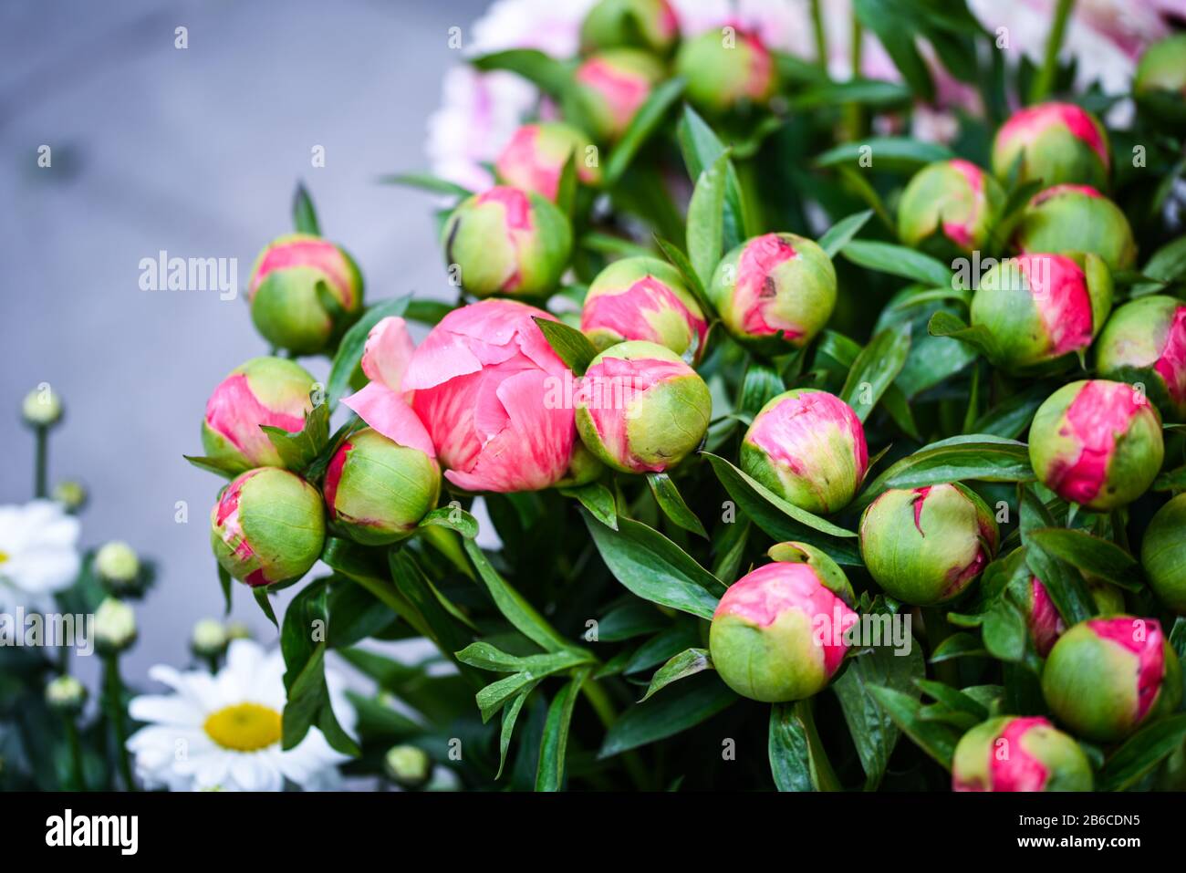 hermosas peonías rosas naturales de cerca Fotografía de stock - Alamy