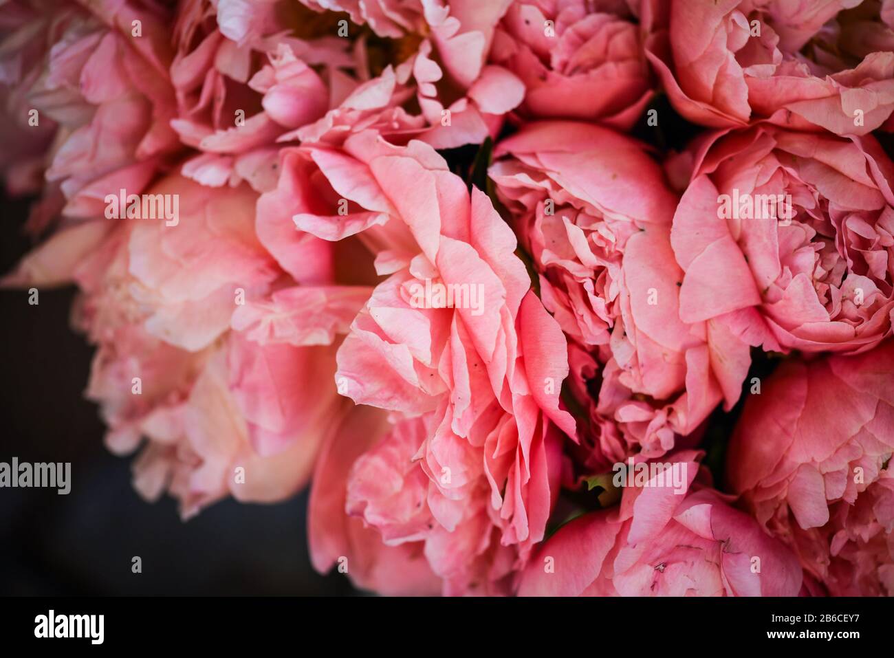 hermosas peonías rosas naturales de cerca Fotografía de stock - Alamy