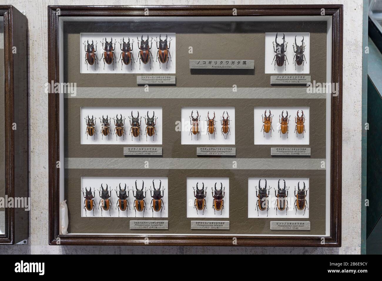 Muestra de muestra de escarabajo de ciervo, Museo Nawa de insectos, Ciudad de Gifu, Prefectura de Gifu, Japón Foto de stock