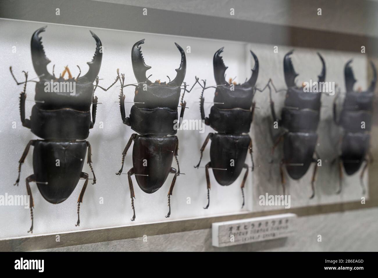 Muestra de muestra de escarabajo de ciervo, Museo Nawa de insectos, Ciudad de Gifu, Prefectura de Gifu, Japón Foto de stock