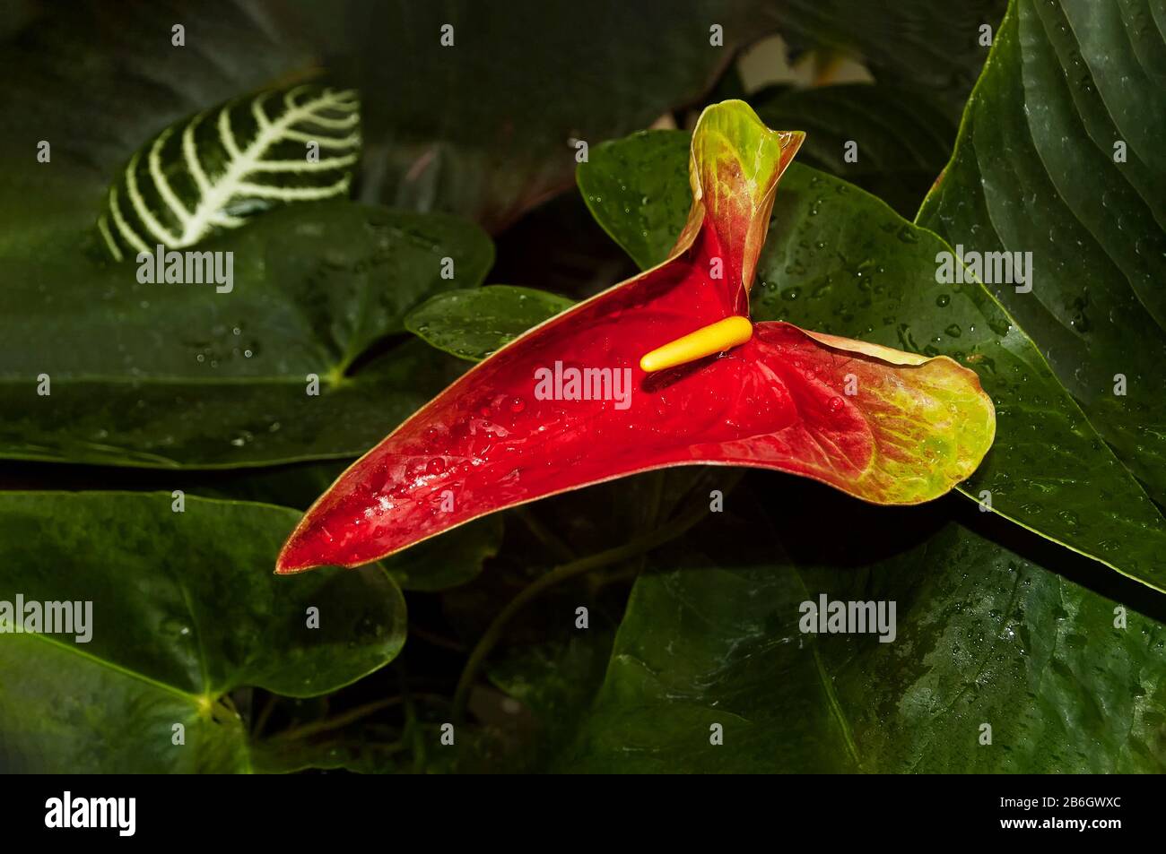 Anthurium Andraeanum Tail Flower Fotografías E Imágenes De Alta Resolución Alamy 8239