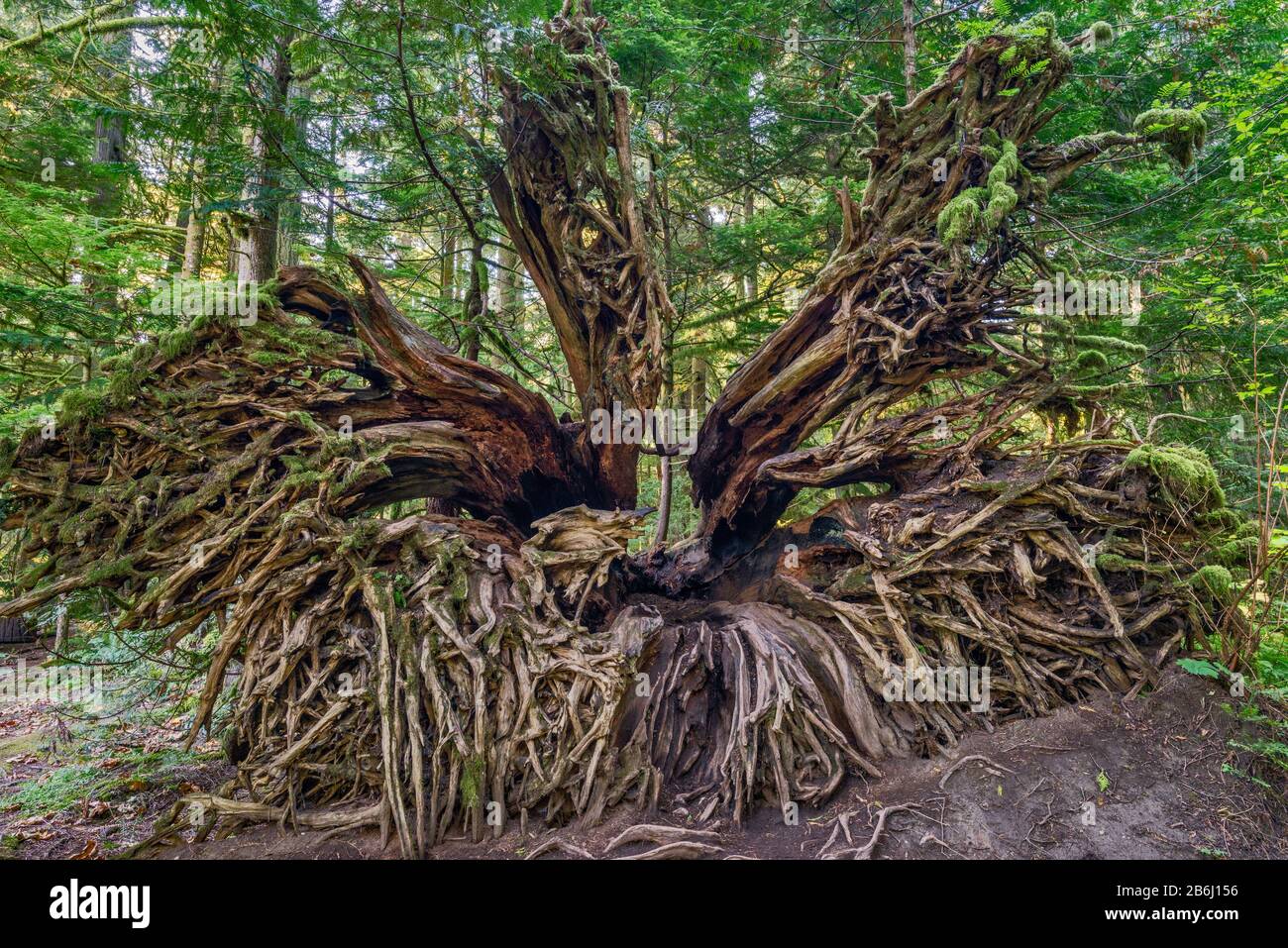 Raíces de abeto-Douglas desarraigado, bosque lluvioso templado, Cedar Trail, MacMillan Provincial Park, Vancouver Island, British Columbia, Canadá Foto de stock