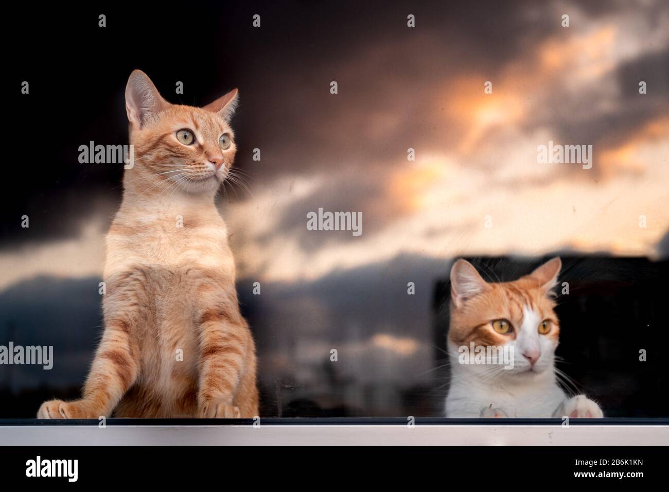 retrato de gato blanco y marrón y gato tabby mirando por la ventana.  Reflejos del cielo en el cristal Fotografía de stock - Alamy