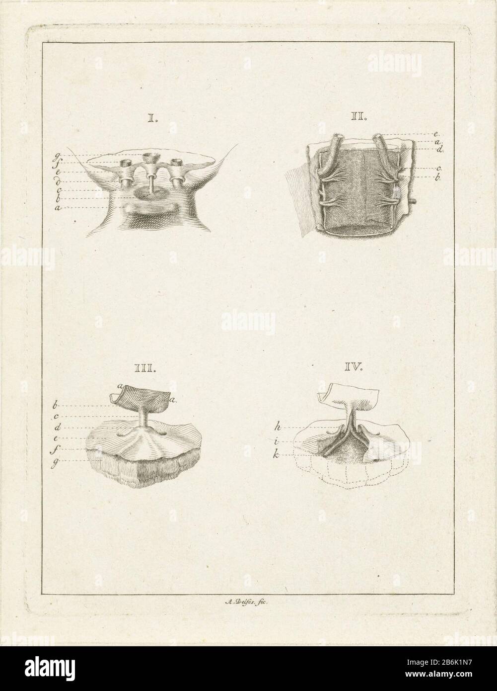 Secciones de plantas dibujo botánico con secciones transversales de  planten. Fabricante : impresor: Abraham Delfos (listado como objeto) al  dibujo de: Dirk Kuipers Lugar de fabricación: Leiden Fecha: 1741 - 1820  Características