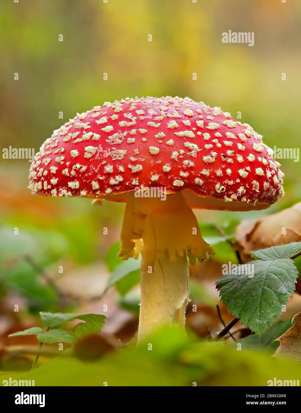 Fly Agaric, Amanita muscaria, West Blean Woodlands, KENT UK, enfoque apilado Foto de stock