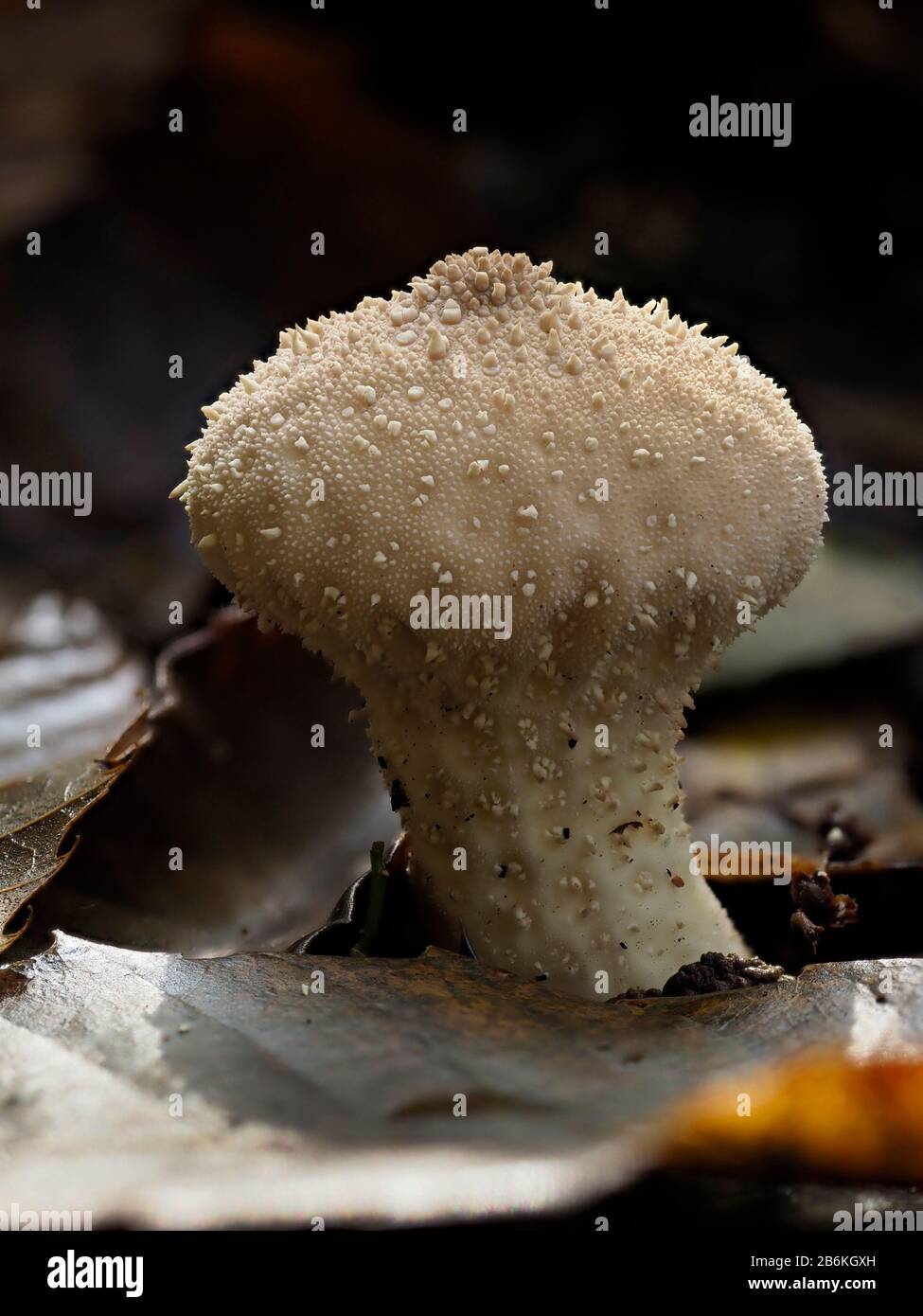 Pufflball común, Lycoperdon perlatum, West Blean Woodlands, KENT UK, foco apilado Foto de stock