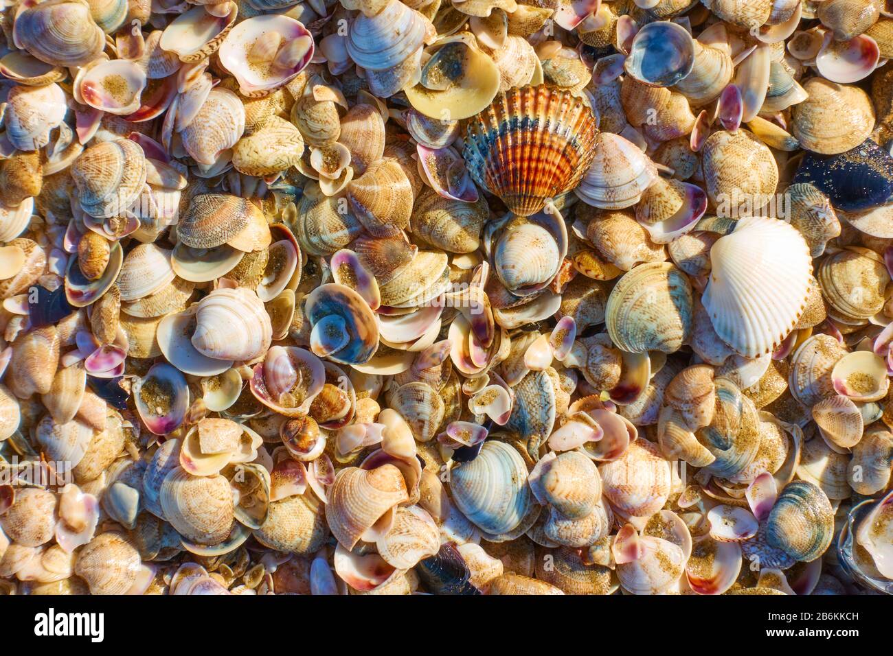 Muchas conchas del Mar Adriático, pueden ser utilizadas como fondo Foto de stock