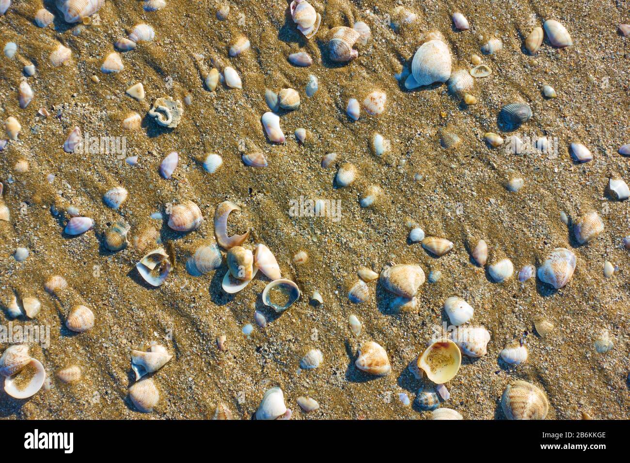 Conchas sobre arena mojada en la playa, pueden ser utilizadas como fondo Foto de stock
