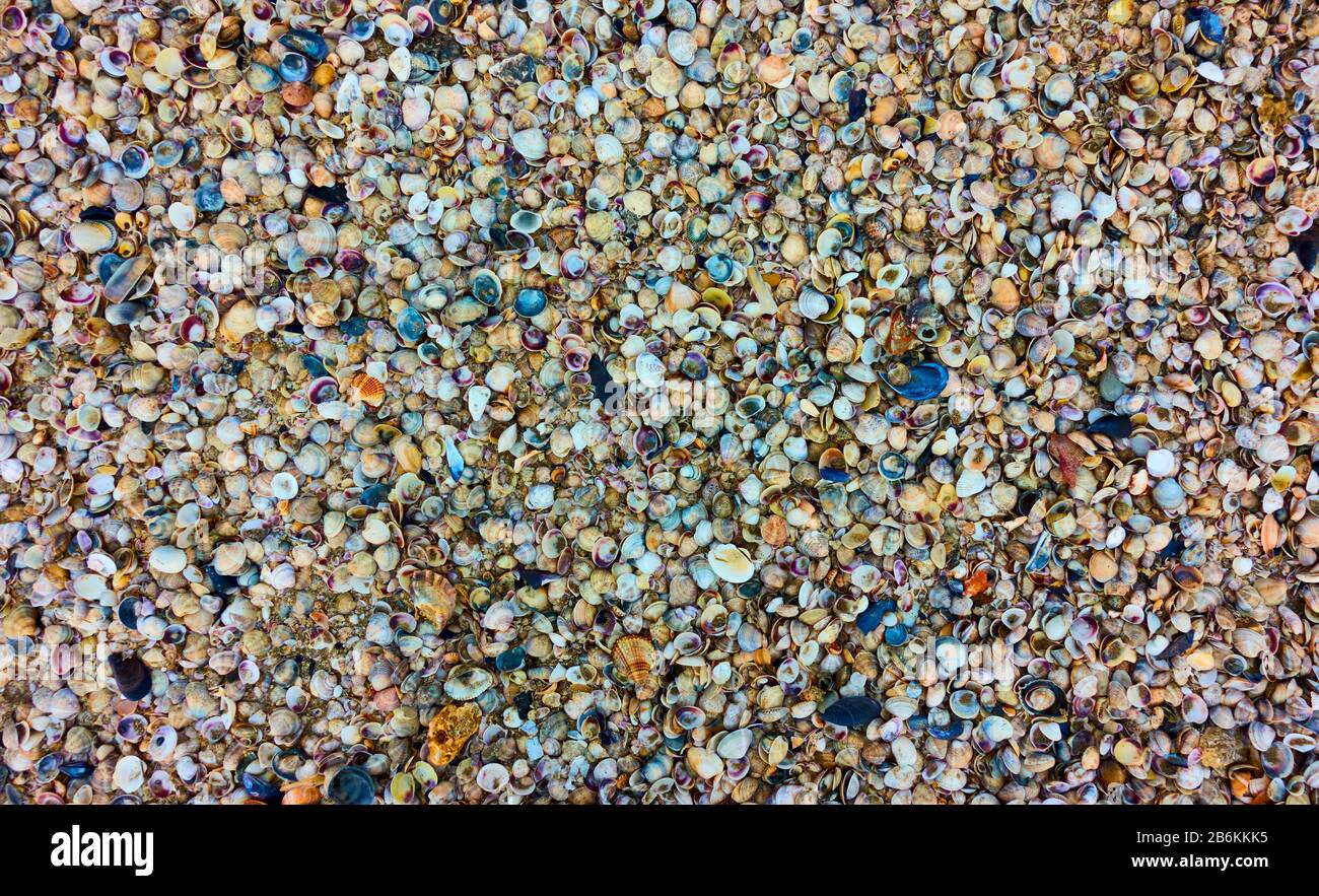 Multitud de conchas de colores del mar, se pueden utilizar como fondo Foto de stock