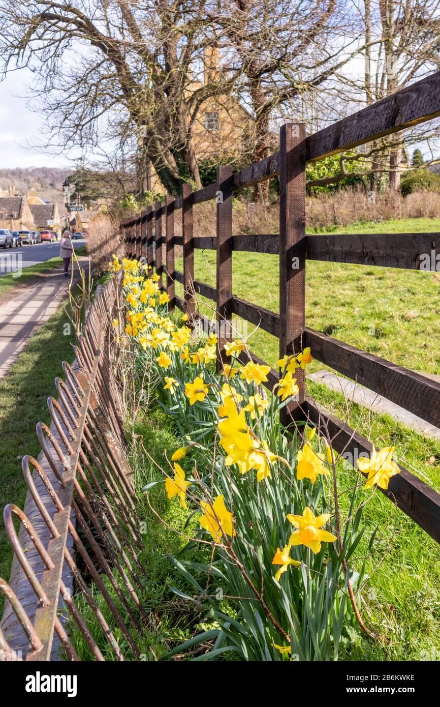 Narcisos de primavera en el pueblo de Cotswold de Broadway, Worcestershire, Reino Unido Foto de stock