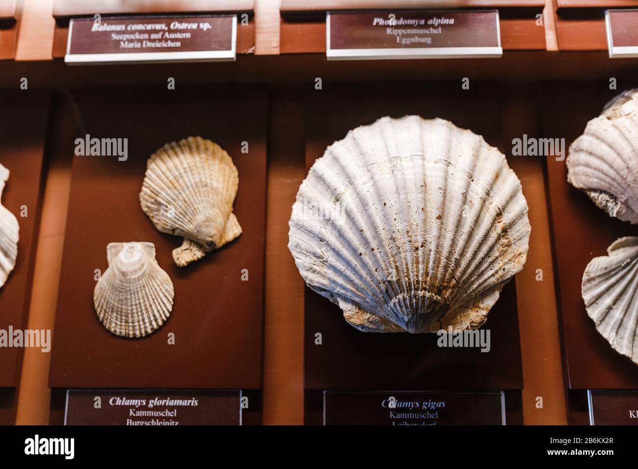 Fossil Shell Chlamys y Pecten en el museo Foto de stock