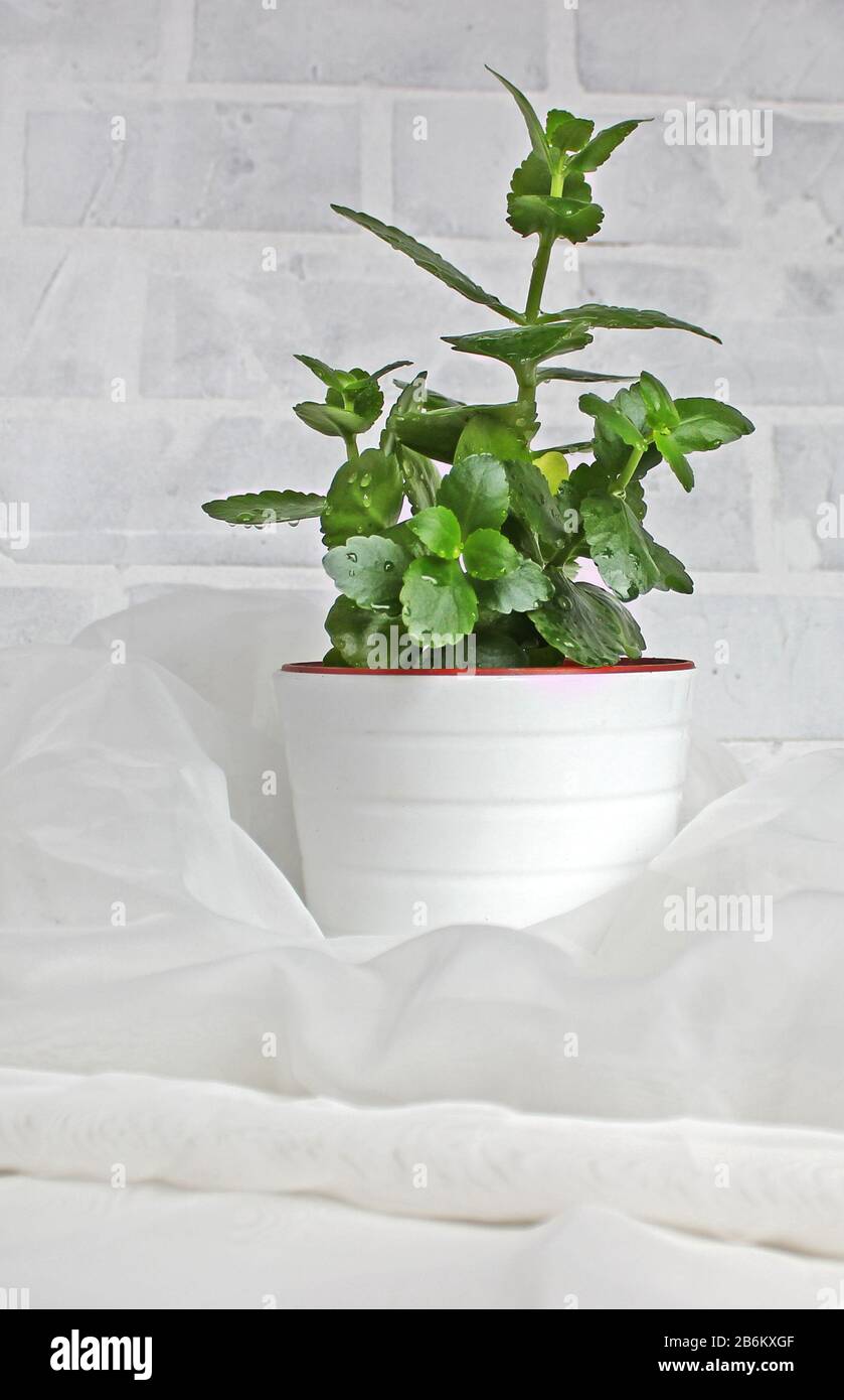 Pequeñas plantas en una olla blanca en una tabla lateral blanca contra un fondo blanco de la pared de yeso, con un área de copia a la izquierda. Foto de stock