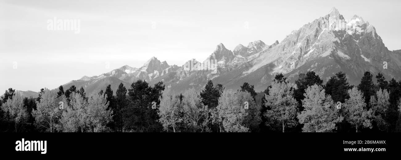 Árboles de Aspen en la ladera de una montaña, Grand Teton, Teton Range, Grand Teton National Park, Wyoming, Estados Unidos Foto de stock