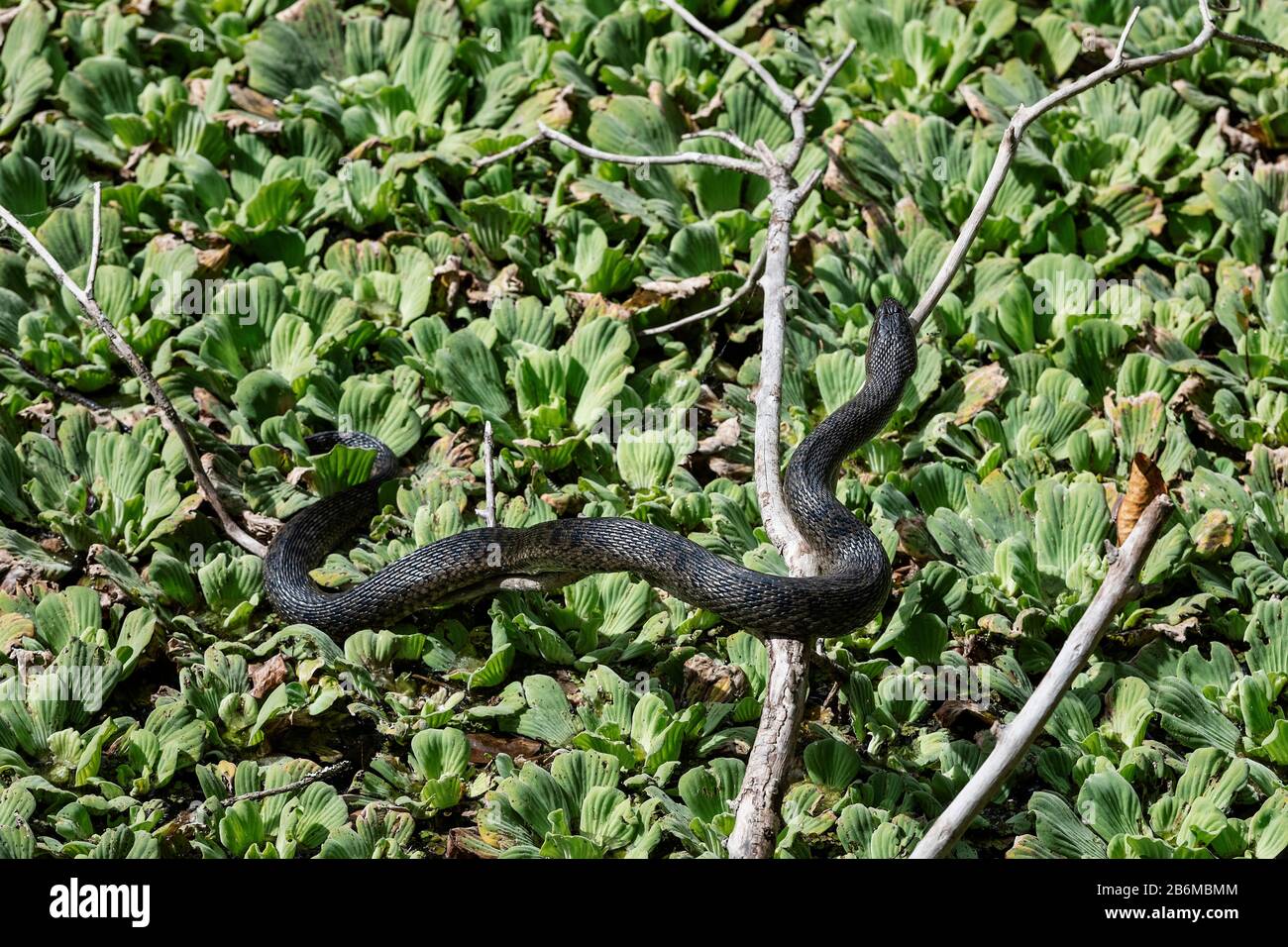 Serpiente de agua negra del sur tomando sol en el Santuario de los pantanos de Corkscrew. Foto de stock