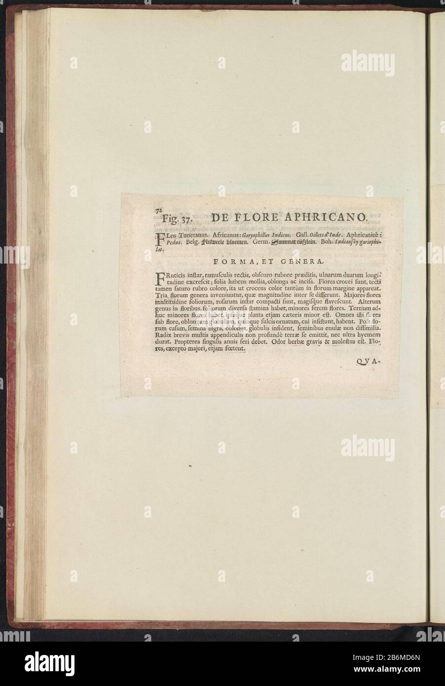 Fig 37 'de Flore Africano' en el herbario de Boodts van 1640 Fig. 37 'El florero Africano' en el herbario de Boodts 1640 Tipo de objeto: Hoja de texto número de referencia: RP-T-BR-2017-1-12-43 (V) Descripción: Descripción con referencia A LA FIG. 37 en la página 72 en: Anselmi Boetii el Bota I.C. Brugensis & Rodolphi II Imp. Novela: Una cubiculis médica Florum, Herbarum, ac fructuum selectiorum icones, y vires pleraeque hactenus ignotæ. Parte del álbum con hojas y placas del herbario Boodts de 1640. Los doce álbumes de acuarelas de animales, aves y plantas se conocen alrededor de 1600, commissio Foto de stock