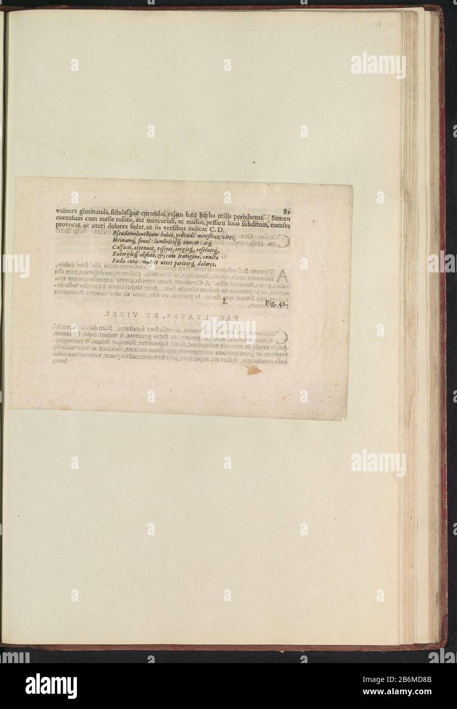 Fig 41 'de Psevdomelanthio' en de Boodts herbarium van 1640 Fig. 41 'El Psevdomelantio' en el herbario de Boodts 1640 Tipo de objeto: Hoja de texto número de referencia: RP-T-BR-2017-1-12-48 (R) Descripción: Descripción con referencia A LA FIG. 41 en la pág. 81: Anselmi Boetii Boat I.C. Brugensis & Rodolphi II Imp. Novela: Una cubiculis médica Florum, Herbarum, ac fructuum selectiorum icones, y vires pleraeque hactenus ignotæ. Parte del álbum con hojas y placas del herbario Boodts de 1640. Los doce álbumes de acuarelas de animales, aves y plantas son conocidos alrededor de 1600, Comisionado por Foto de stock