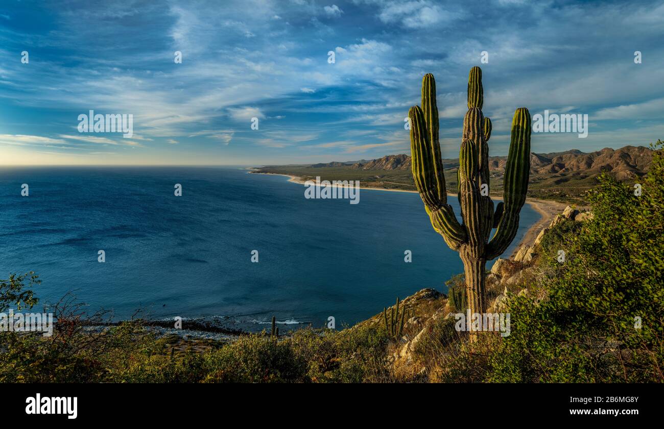 Vista de cactus en la costa del mar, Baja California Sur, México Foto de stock