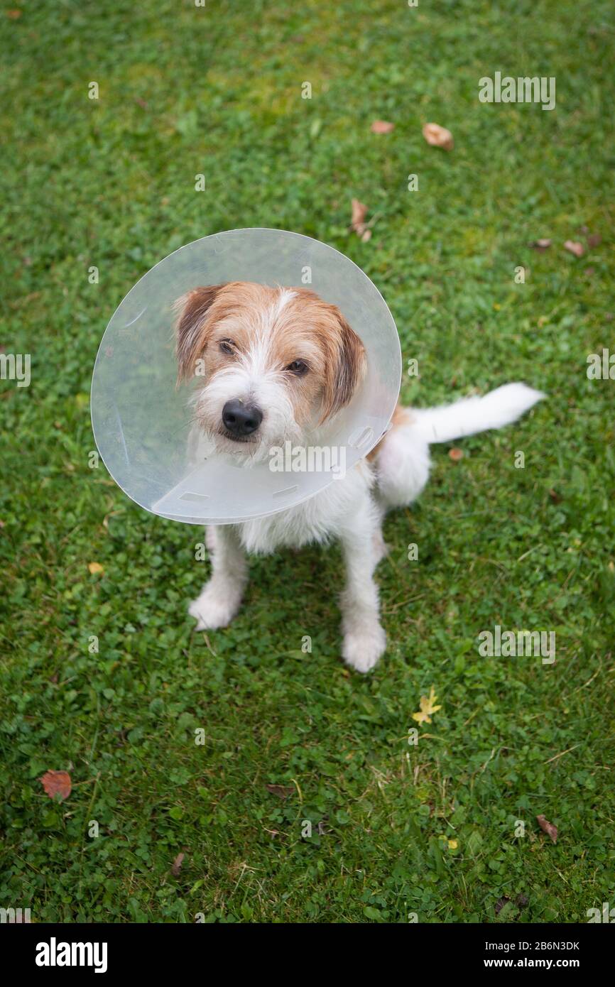 Hund (Rasse: Kromfohrländer) trägt nach einer Operation eine Halskrause. Hund, Kromfohrländer, Kastration, Kastreirt, Schutz, Herbst, Draussen, Foto de stock