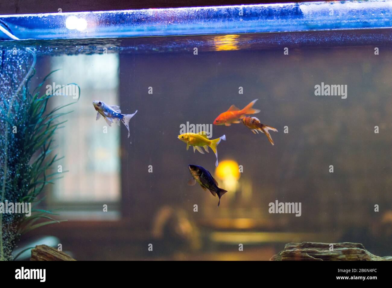 Acuario con peces de colores. Los peces nadan por todo el acuario. Primer plano. Rusia.. Foto de stock