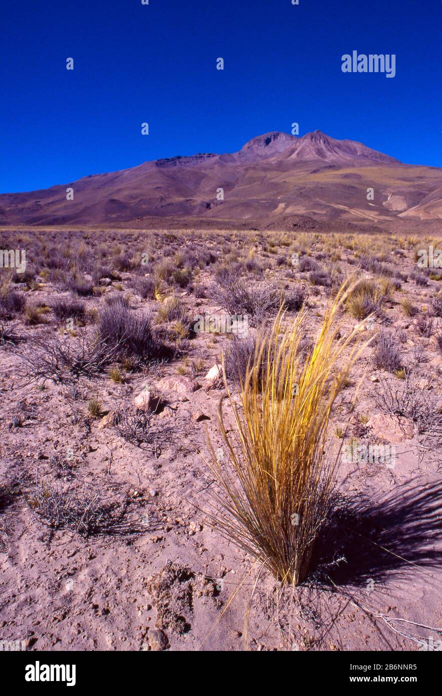 Perú, Altiplano, a casi 16,000 pies de altura. Hierba de ichu. Foto de stock
