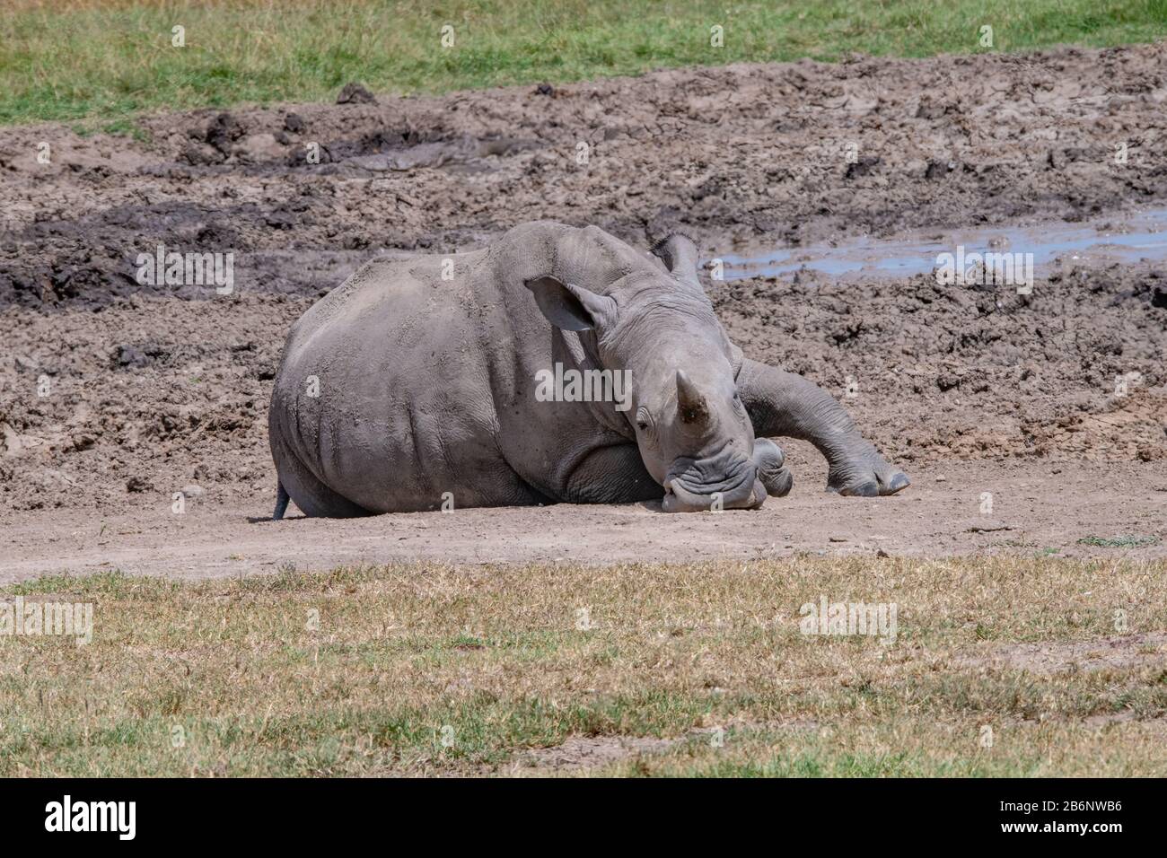 Rinoceronte blanco único que yace junto a una piscina fangosa en la sabana en Ol Pejeta Conservancy, Kenia Foto de stock