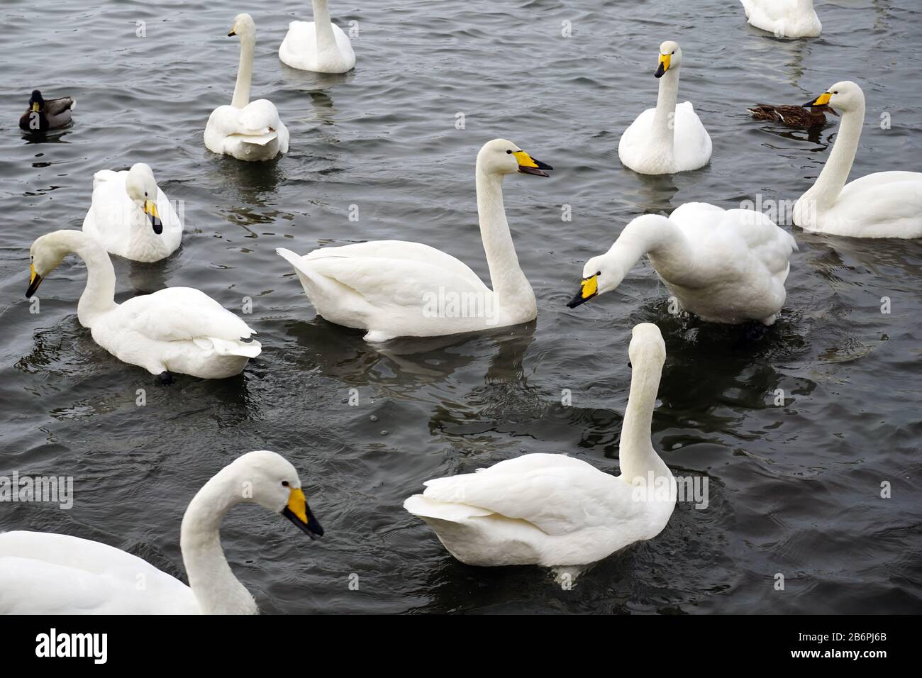 Tjörnin, el estanque, el cisne whooper, Cygnus cygnus, Reykjavik