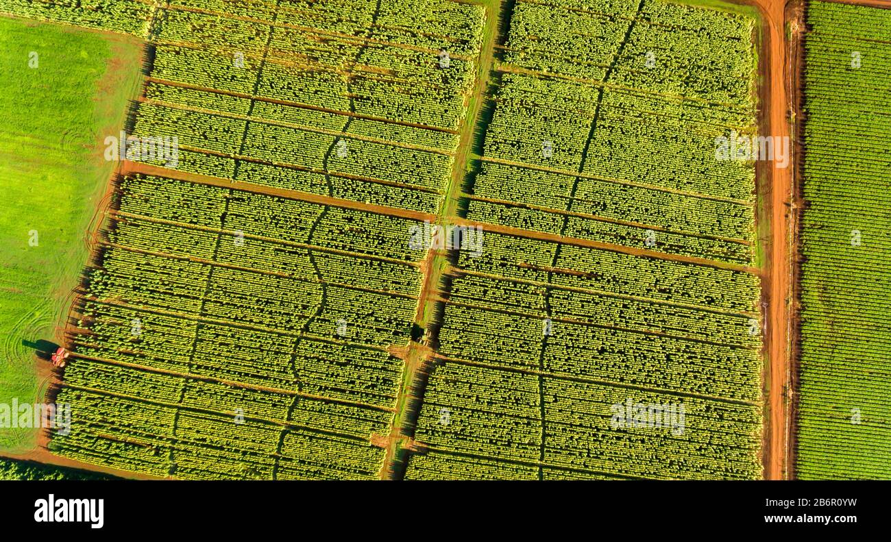 Vista aérea de la granja, Oahu Hawaii Foto de stock