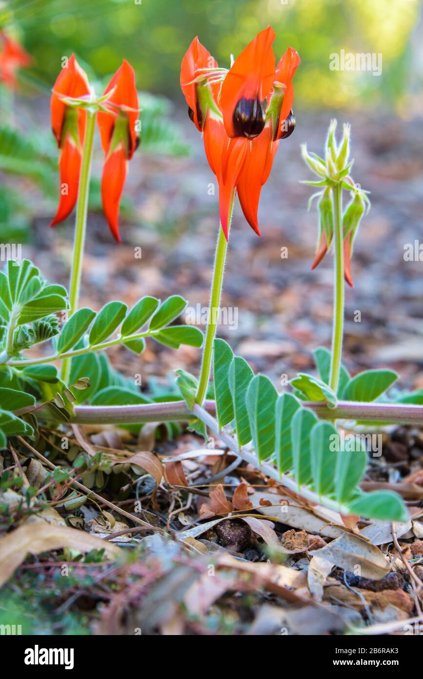 Los guisantes del desierto de Sturt son preciosas flores endémicas del desierto australiano cerca de Tom Price en Australia Occidental. Foto de stock